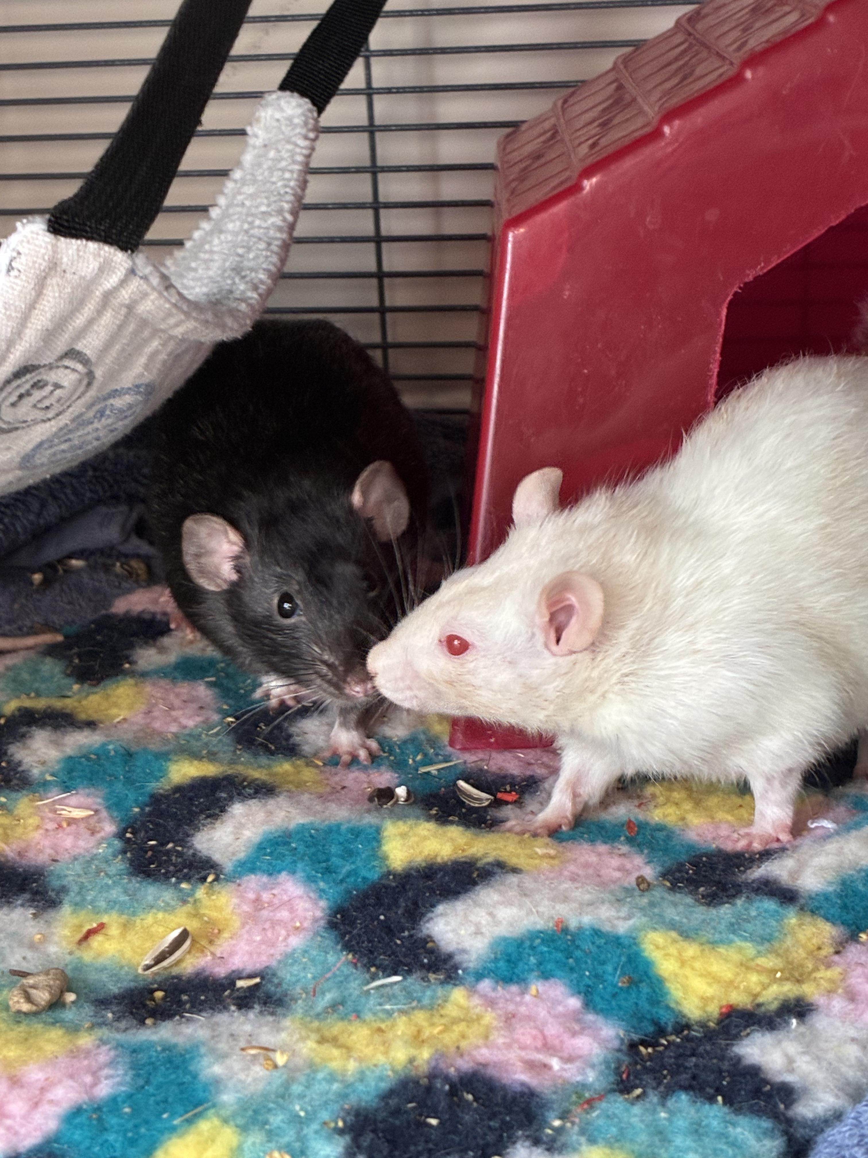 Enlarge JMCS Boys Club, a ADOPTABLE Rat in Norcross, GA image 6/6