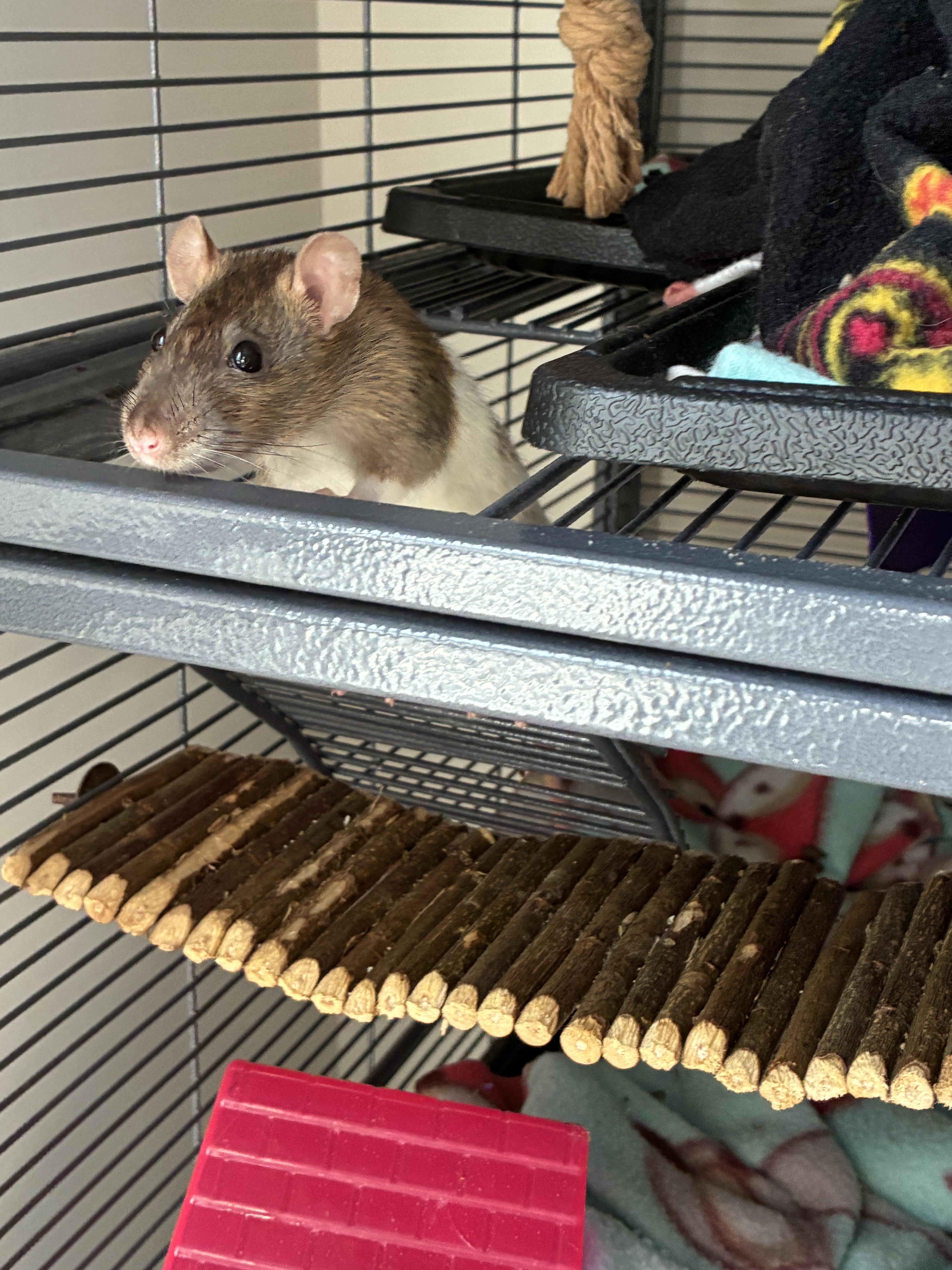 Enlarge JMCS Boys Club, a ADOPTABLE Rat in Norcross, GA image 3/6