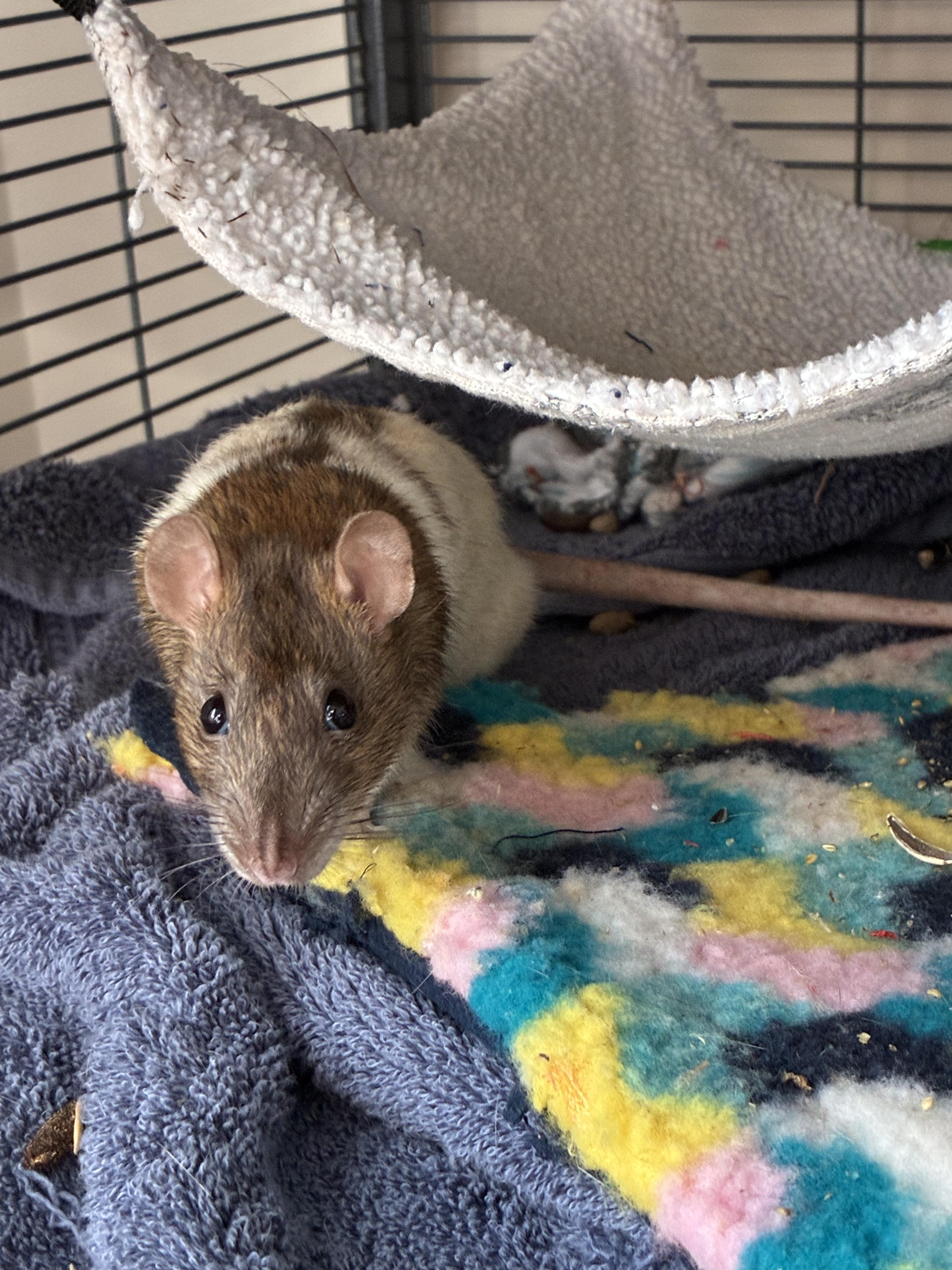 Enlarge JMCS Boys Club, a ADOPTABLE Rat in Norcross, GA image 5/6