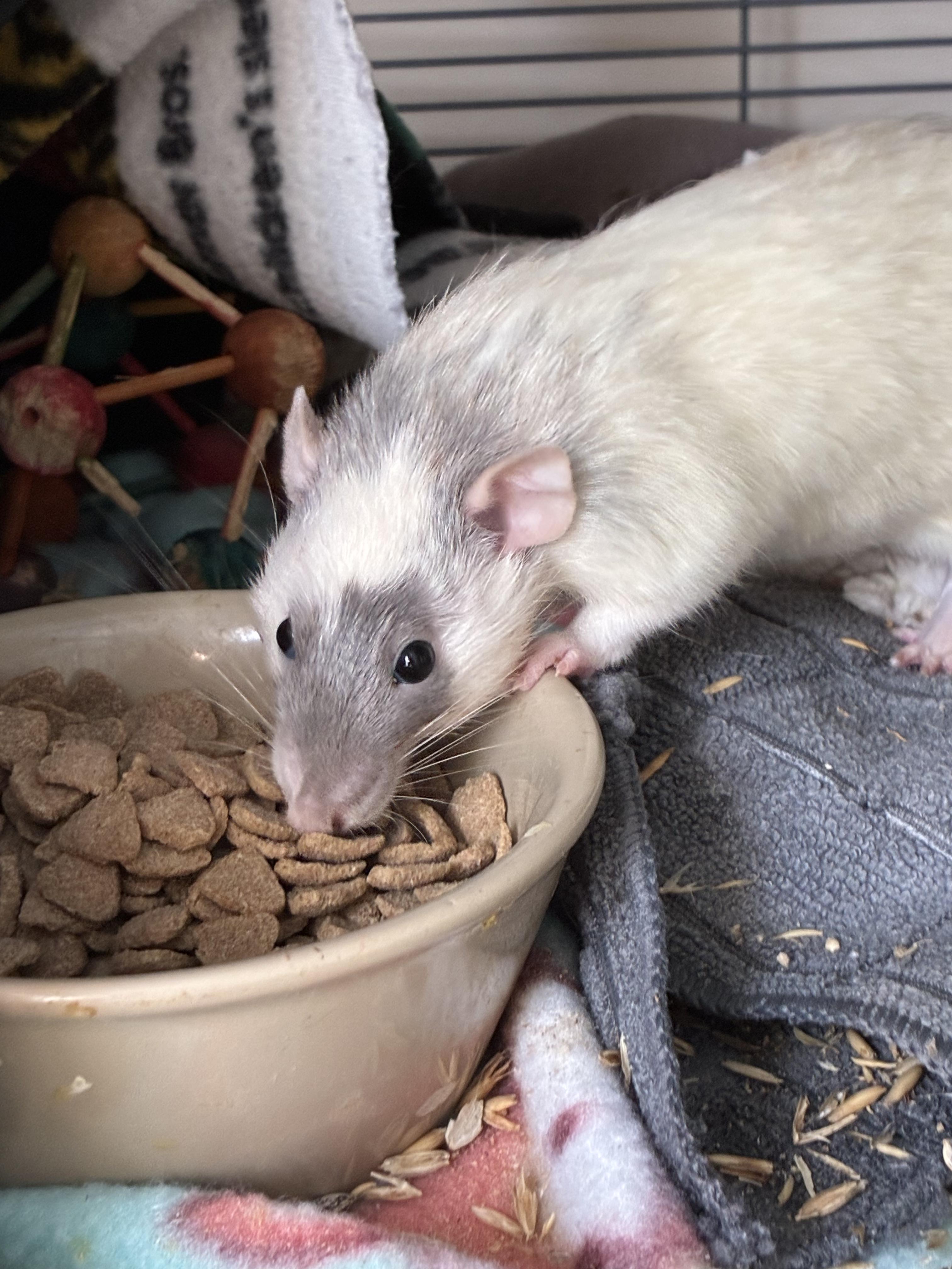 Enlarge JMCS Boys Club, a ADOPTABLE Rat in Norcross, GA image 2/6