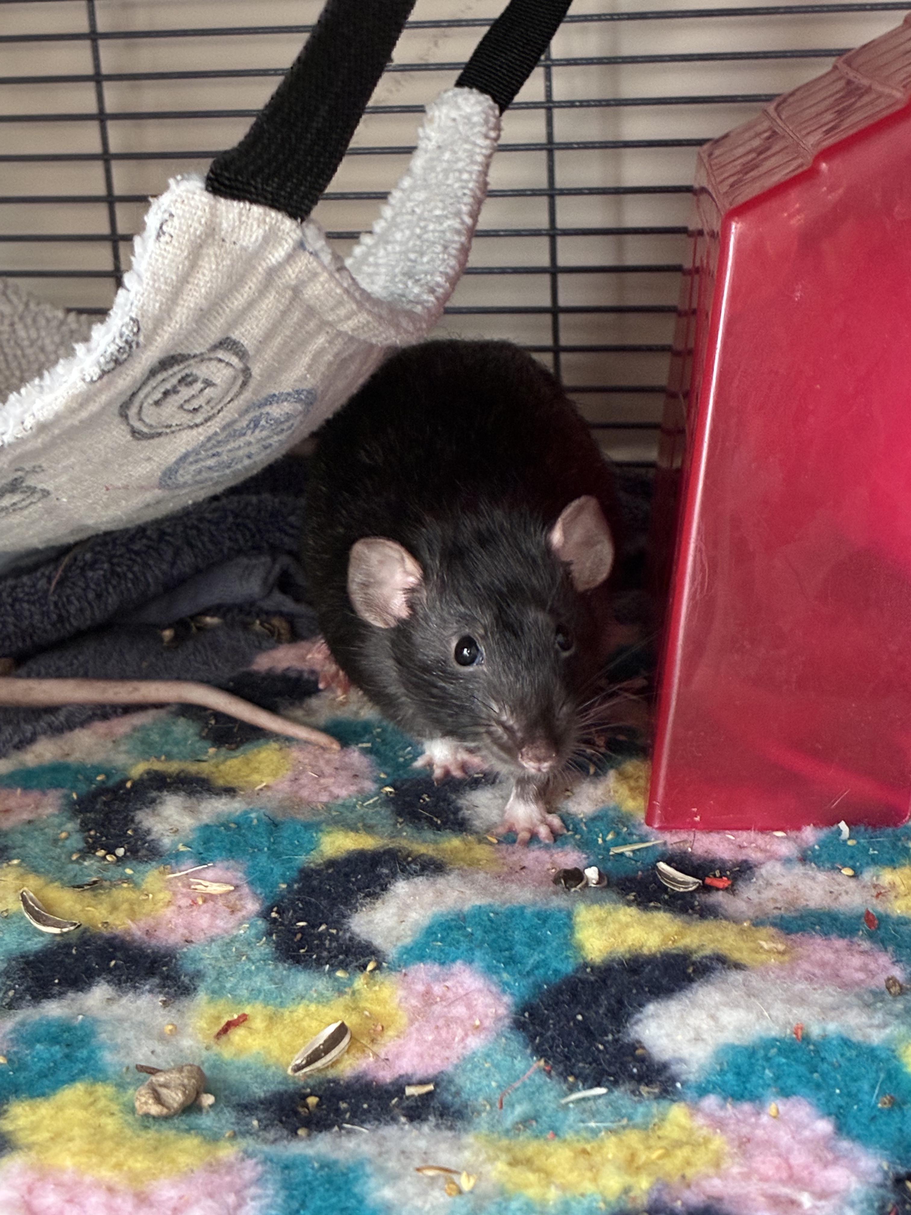 Enlarge JMCS Boys Club, a ADOPTABLE Rat in Norcross, GA image 4/6
