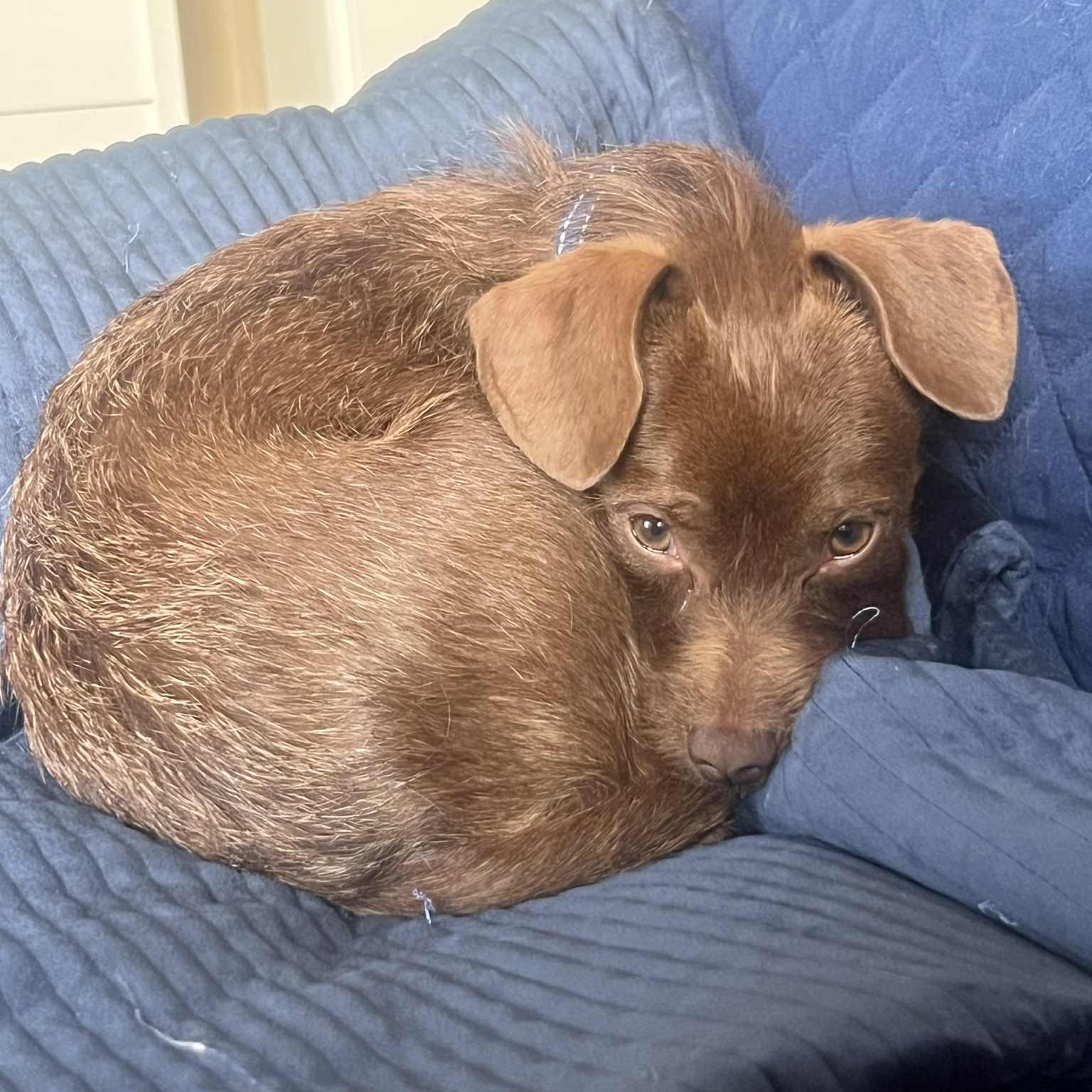 Chip, a Adoptable mixed breed in Tacoma, WA image 1/6