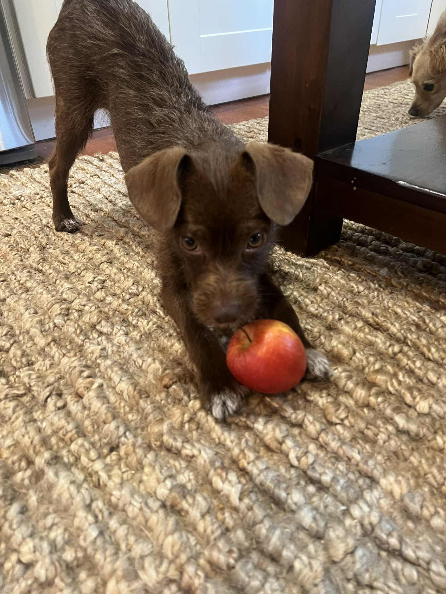Chip