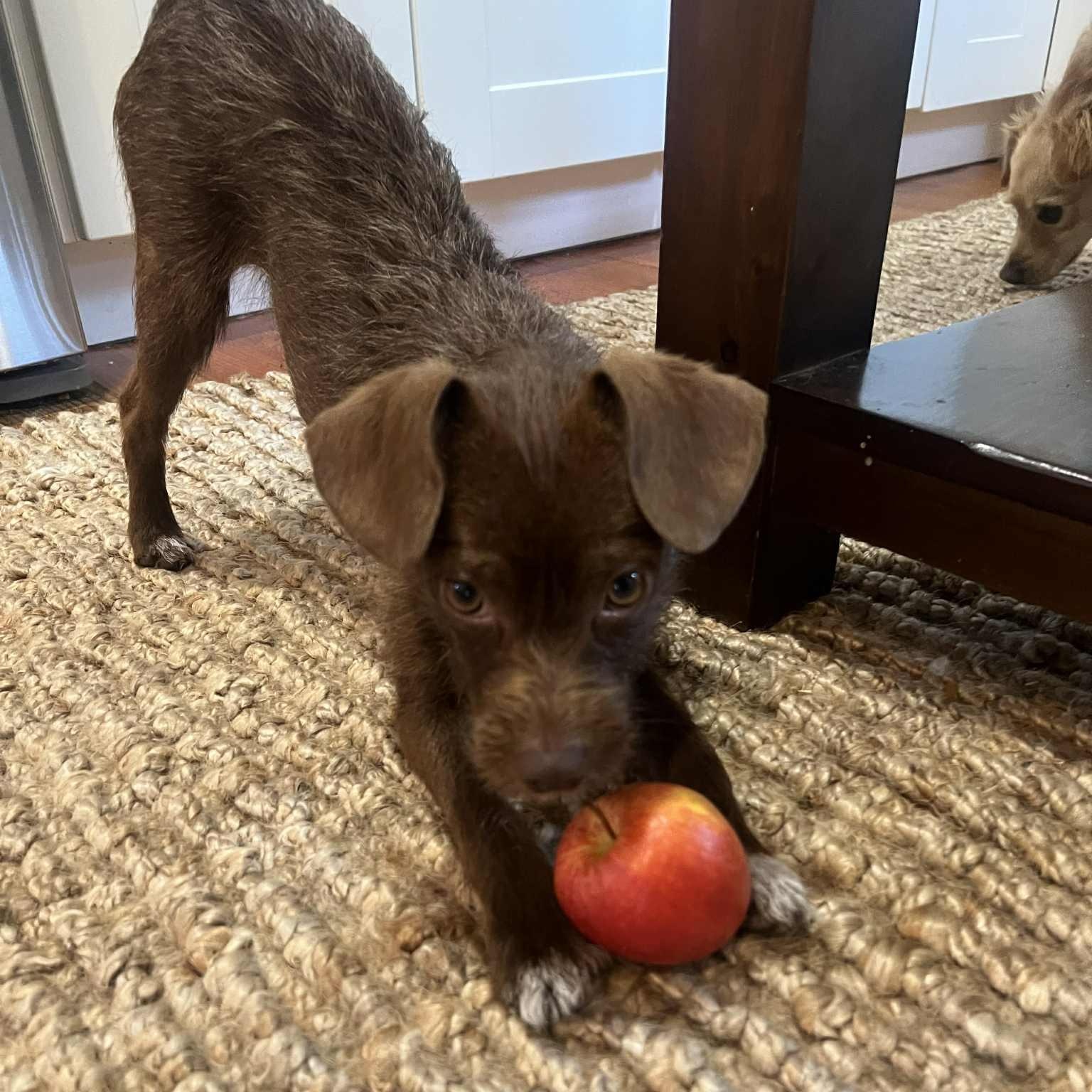 Chip, a Adoptable mixed breed in Tacoma, WA image 5/6