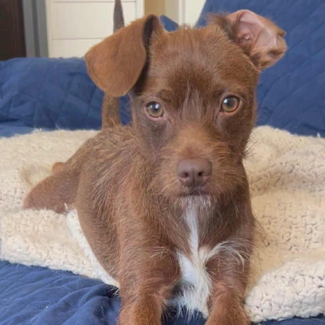 Chip, a Adoptable mixed breed in Tacoma, WA image 3/6