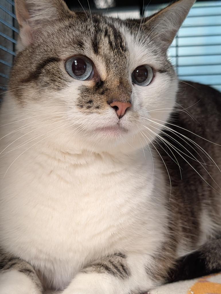 Sweetie, Adoptable, Adult Female Domestic Short Hair.