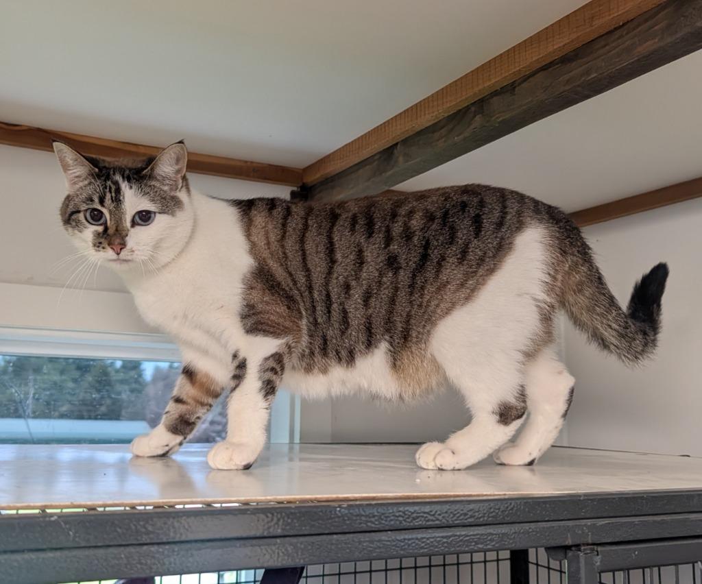 Enlarge Sweetie, a Adoptable mixed breed in Shelton, WA image 2/3