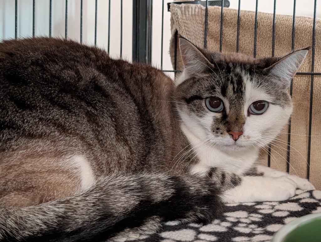 Enlarge Sweetie, a Adoptable mixed breed in Shelton, WA image 3/3