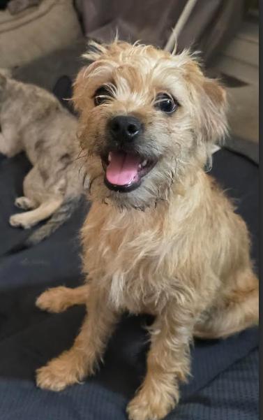 Theo, Adoptable, Young Male Miniature Poodle & Border Terrier.