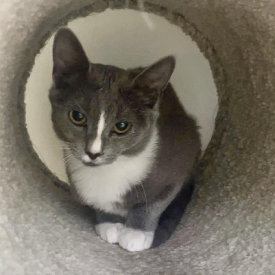 Enlarge Moody Blue, a ADOPTABLE Domestic Short Hair in Richmond, VA image 2/2