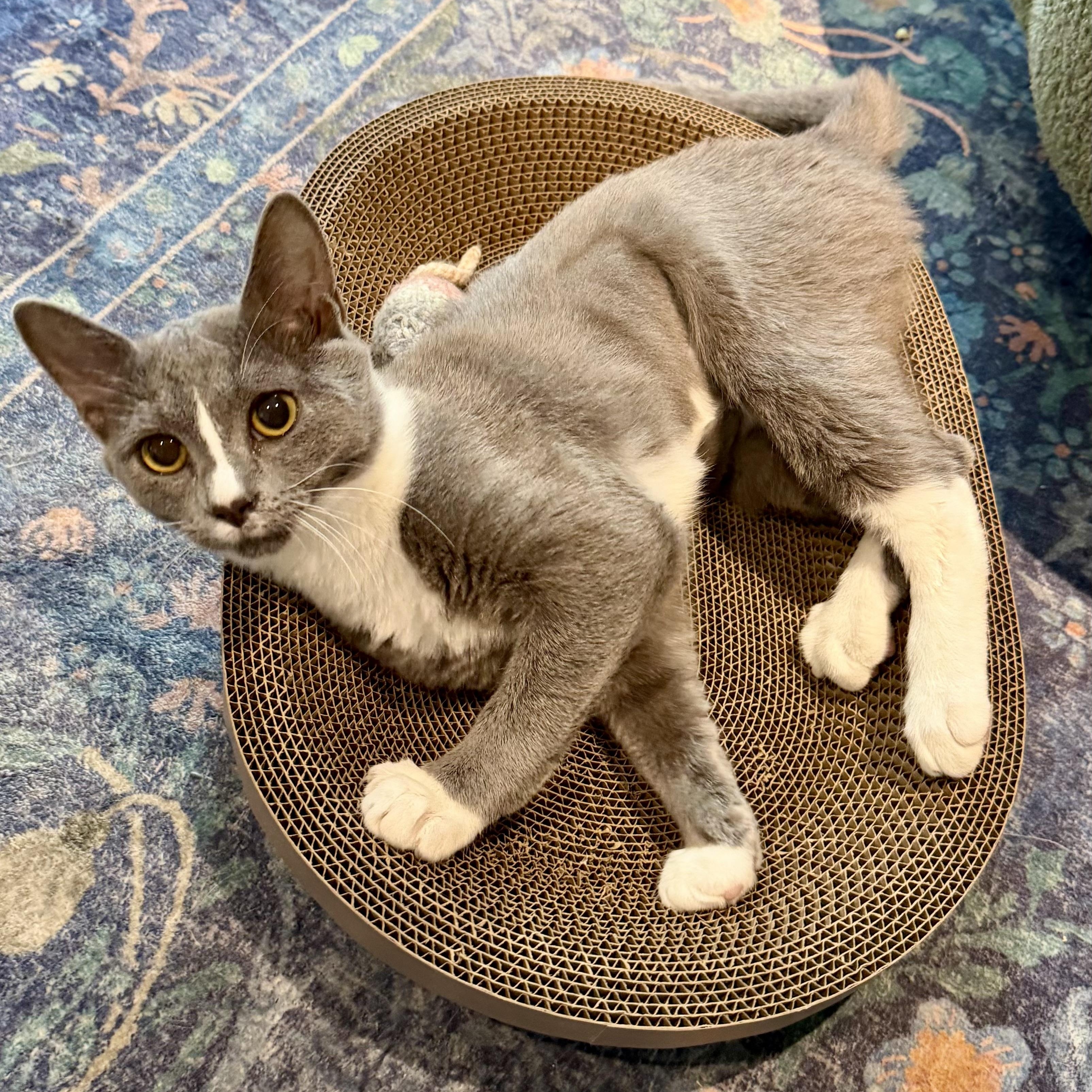 Enlarge Moody Blue, a ADOPTABLE Domestic Short Hair in Richmond, VA image 1/2