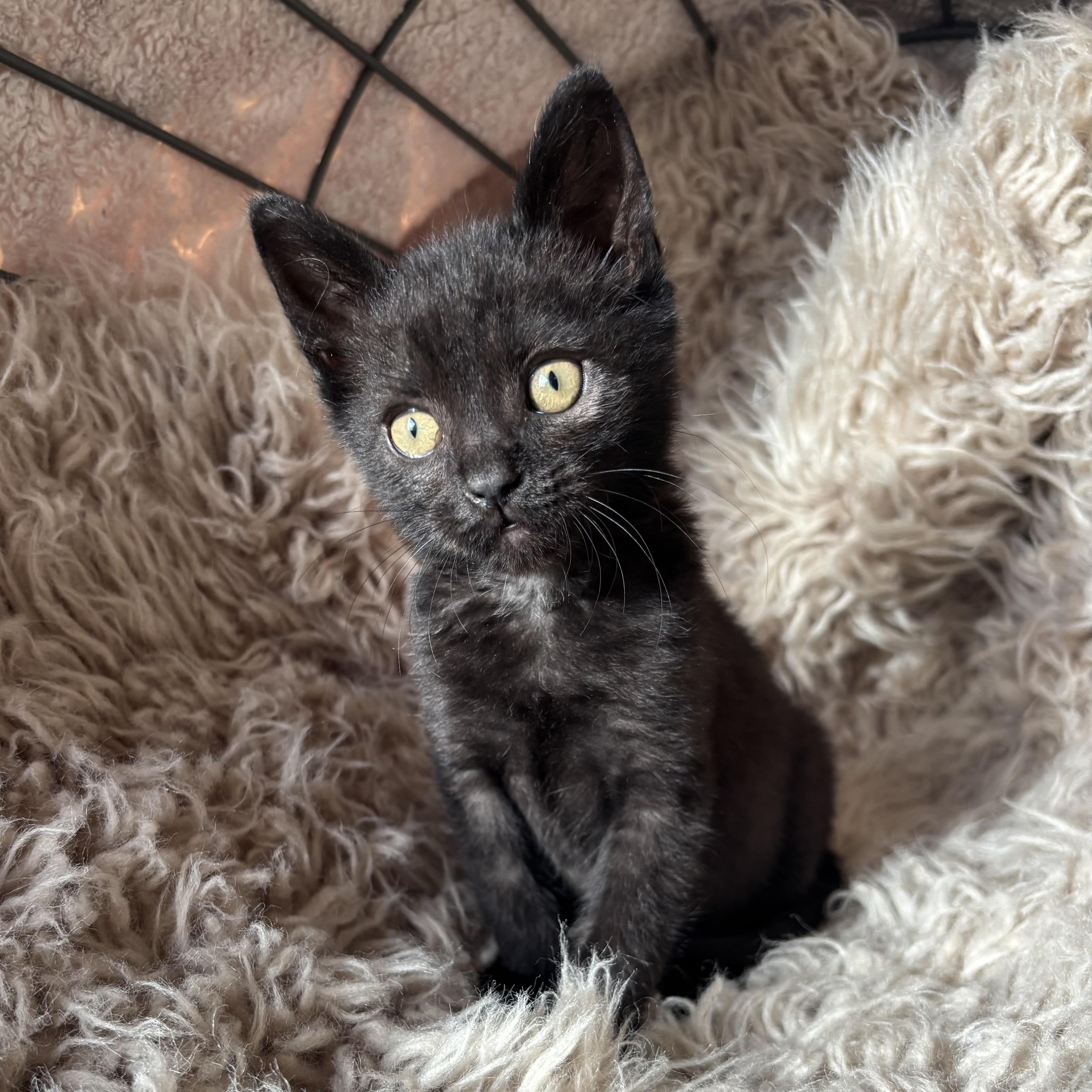 Mack, adopted, Kitten Male Extra-Toes Cat / Hemingway Polydactyl & Domestic Short Hair.