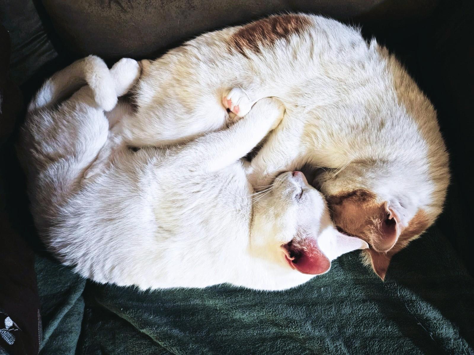 Amoré Shamour–eh (Shams and Nour dream team bonded brothers), a Adoptable mixed breed in Mississauga, ON image 1/6