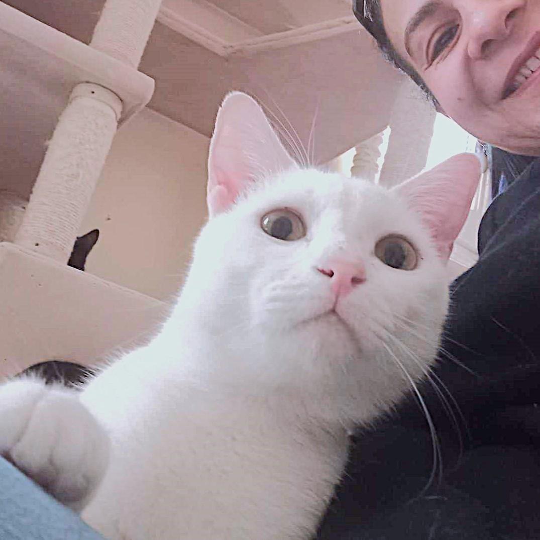 Amoré Shamour–eh (Shams and Nour dream team bonded brothers), a Adoptable mixed breed in Mississauga, ON image 4/6