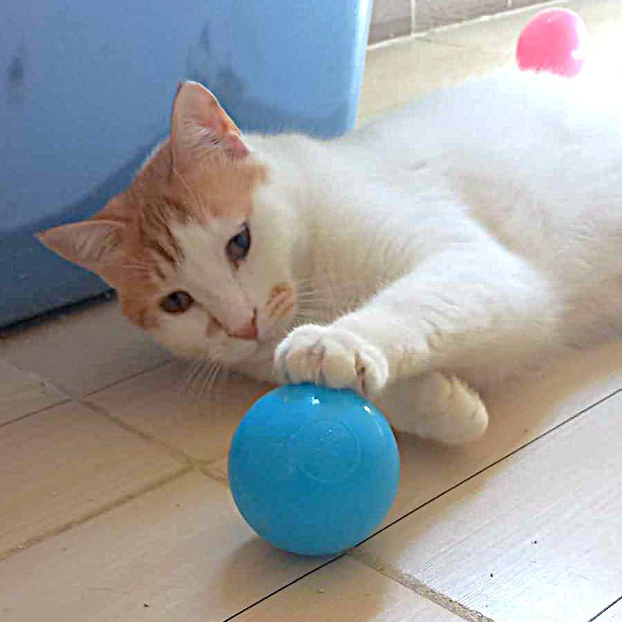 Amoré Shamour–eh (Shams and Nour dream team bonded brothers), a Adoptable mixed breed in Mississauga, ON image 6/6