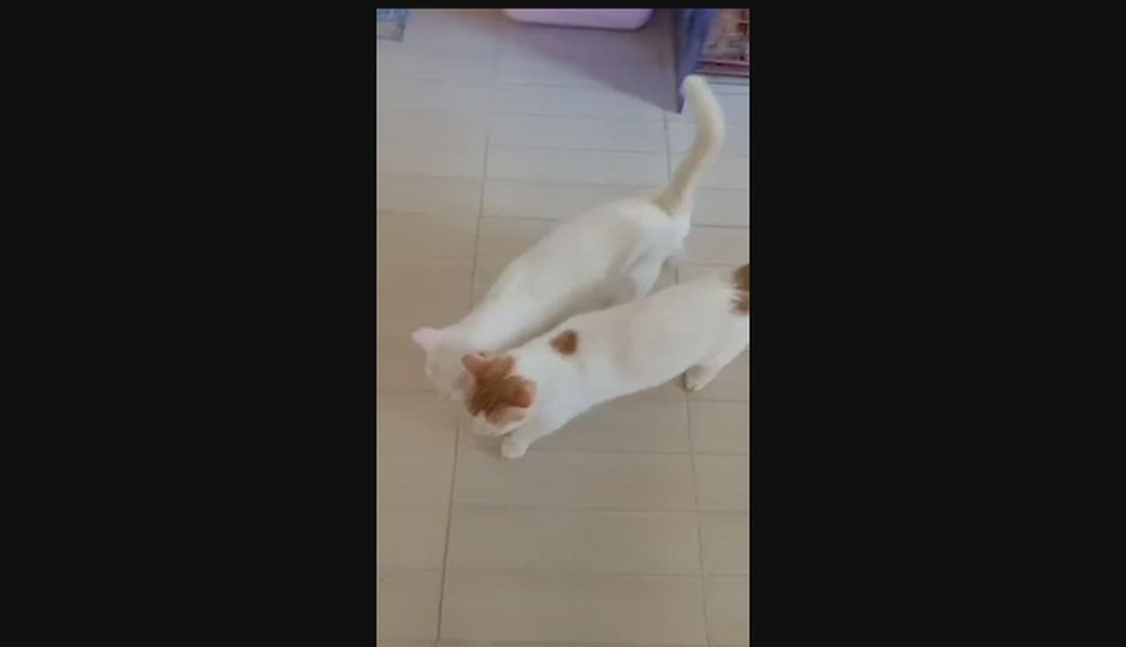 Enlarge Amoré Shamour–eh (Shams and Nour dream team bonded brothers), an adopted mixed breed in Mississauga, ON video 2/6