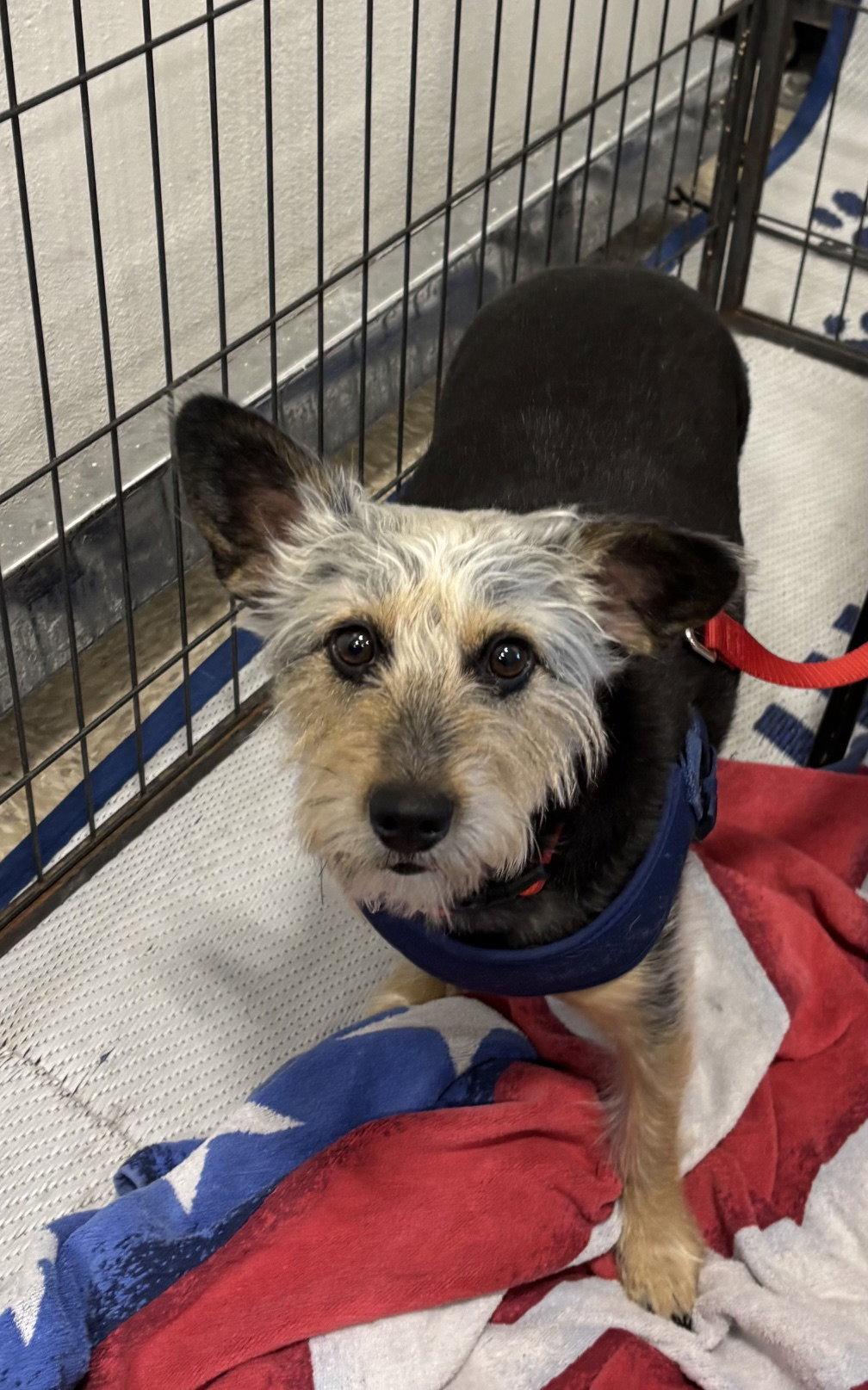 Enlarge Simon, a Adoptable Terrier in Glendale, AZ image 1/3