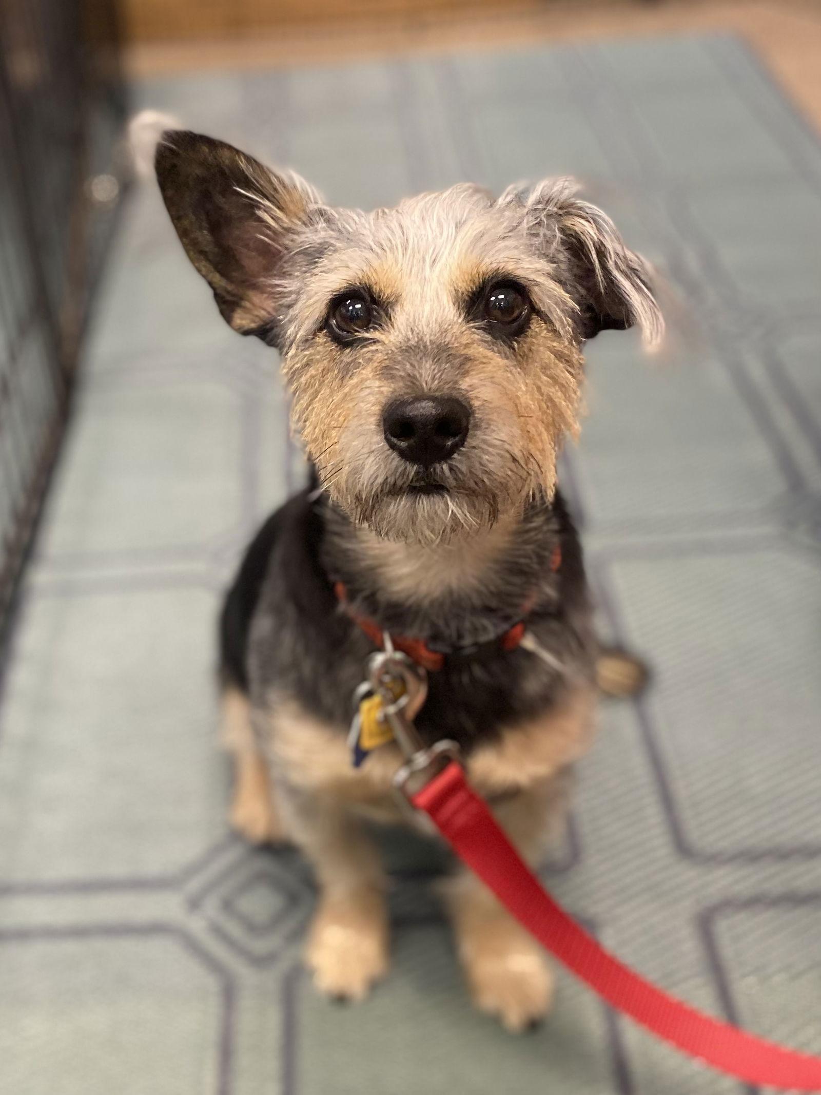 Enlarge Simon, a Adoptable Terrier in Glendale, AZ image 1/3
