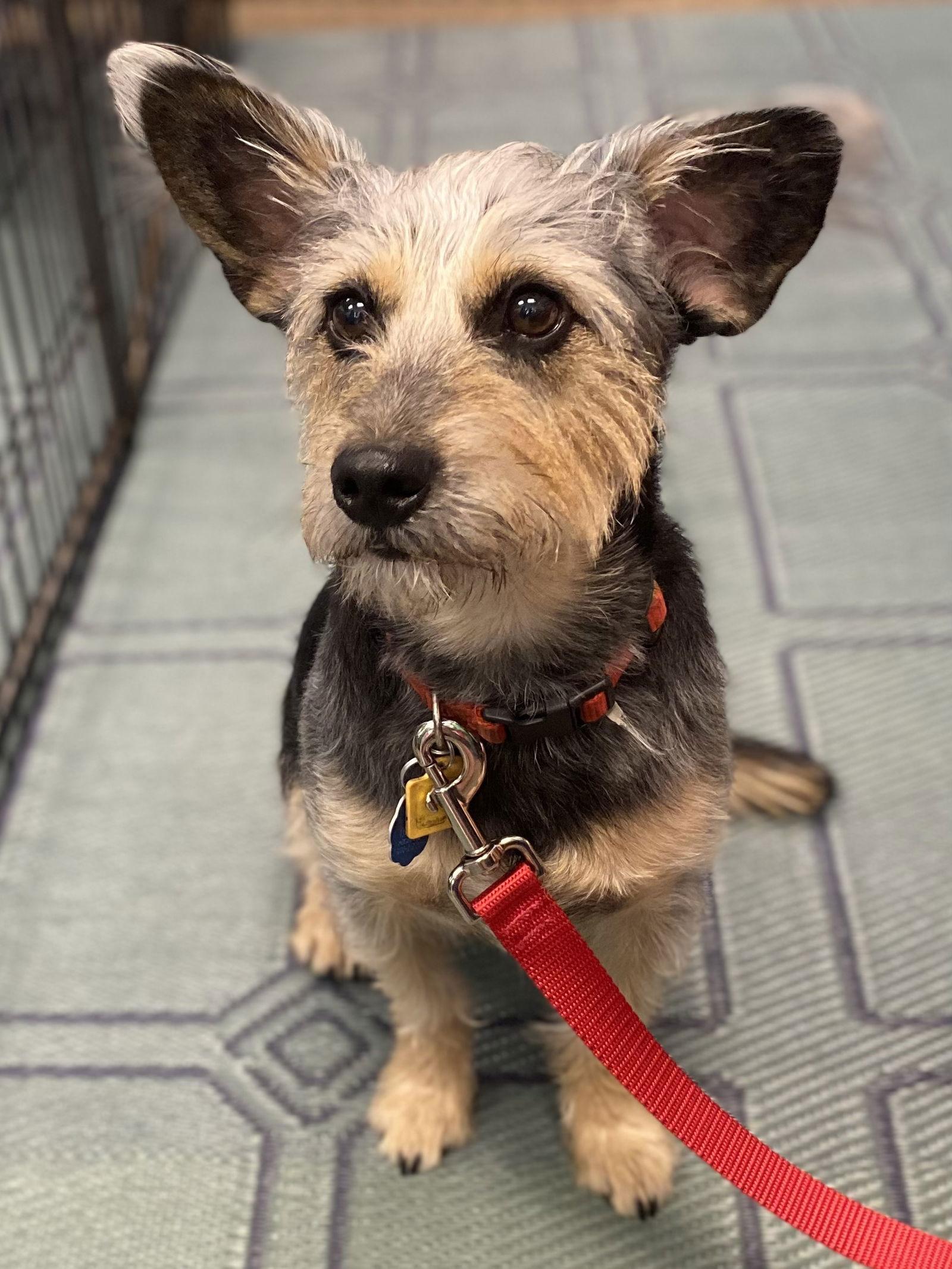Enlarge Simon, a Adoptable Terrier in Glendale, AZ image 2/3