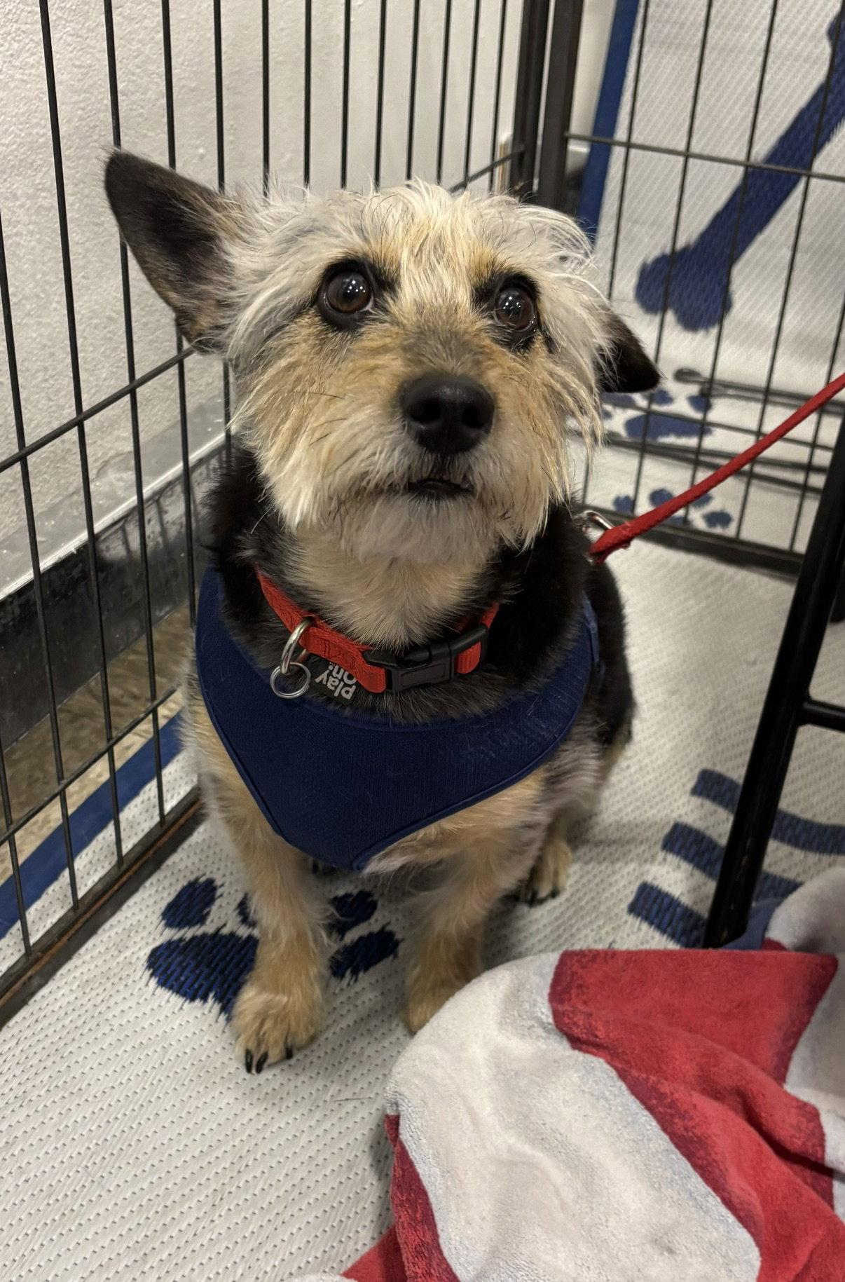 Enlarge Simon, a Adoptable Terrier in Glendale, AZ image 2/3