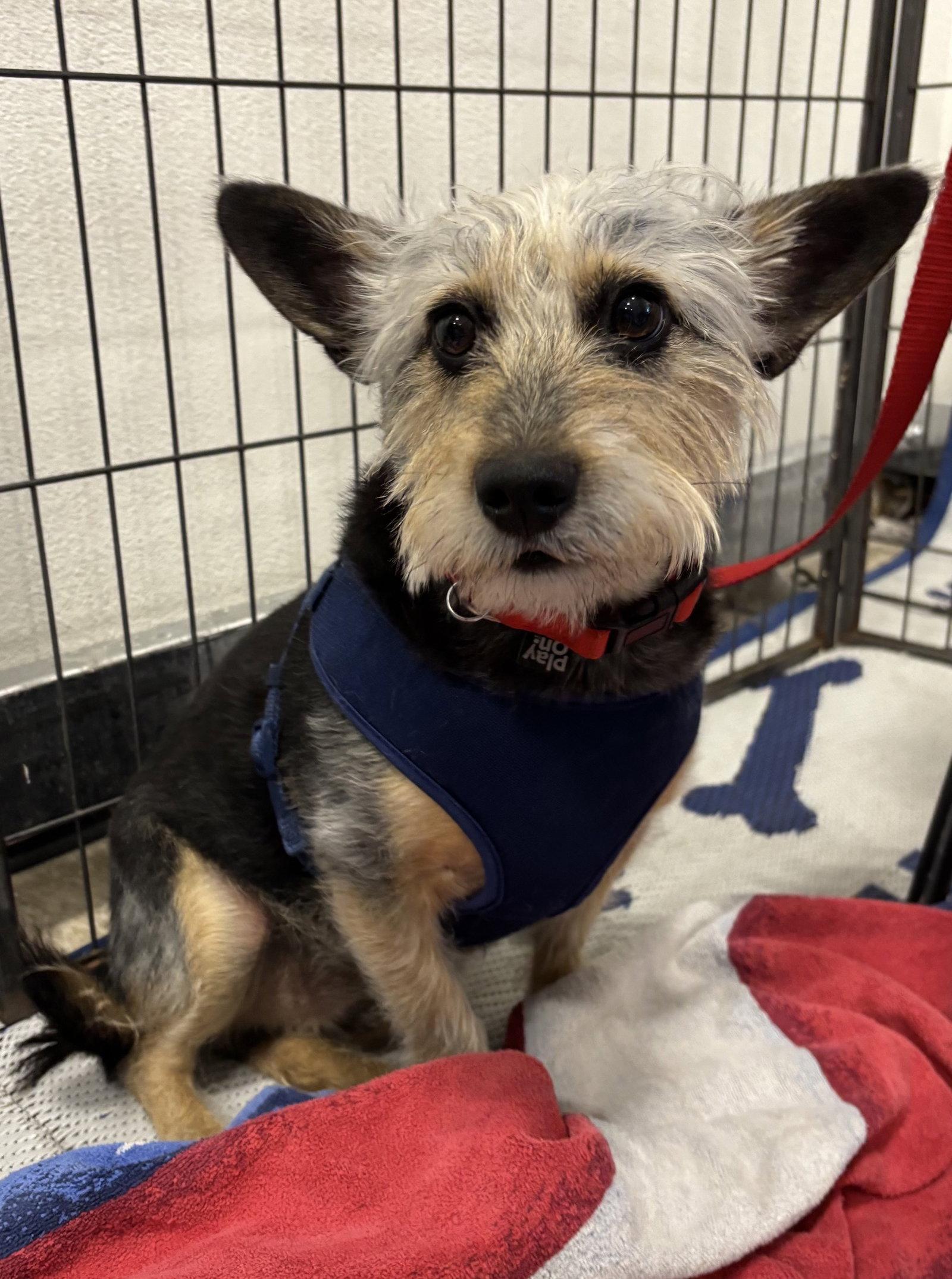Enlarge Simon, a Adoptable Terrier in Glendale, AZ image 3/3