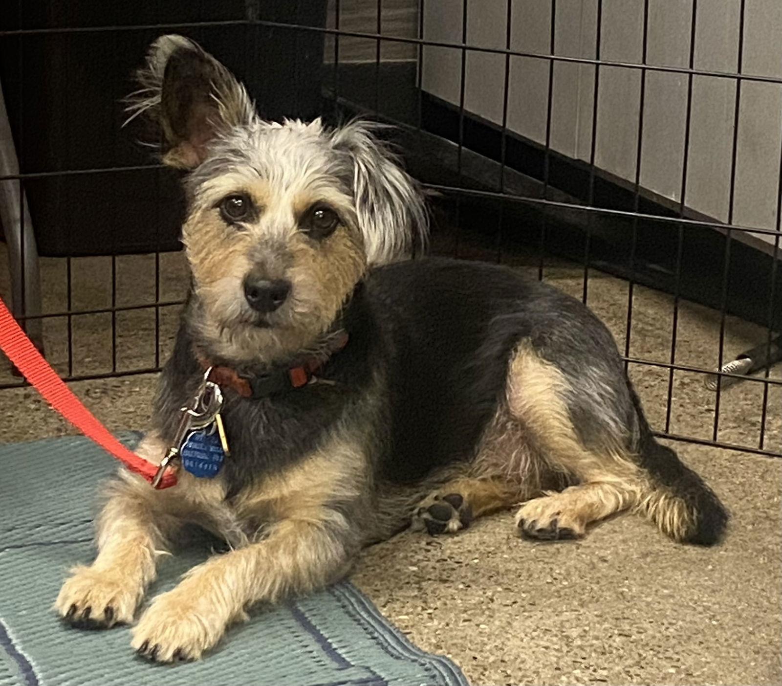 Enlarge Simon, a Adoptable Terrier in Glendale, AZ image 3/3
