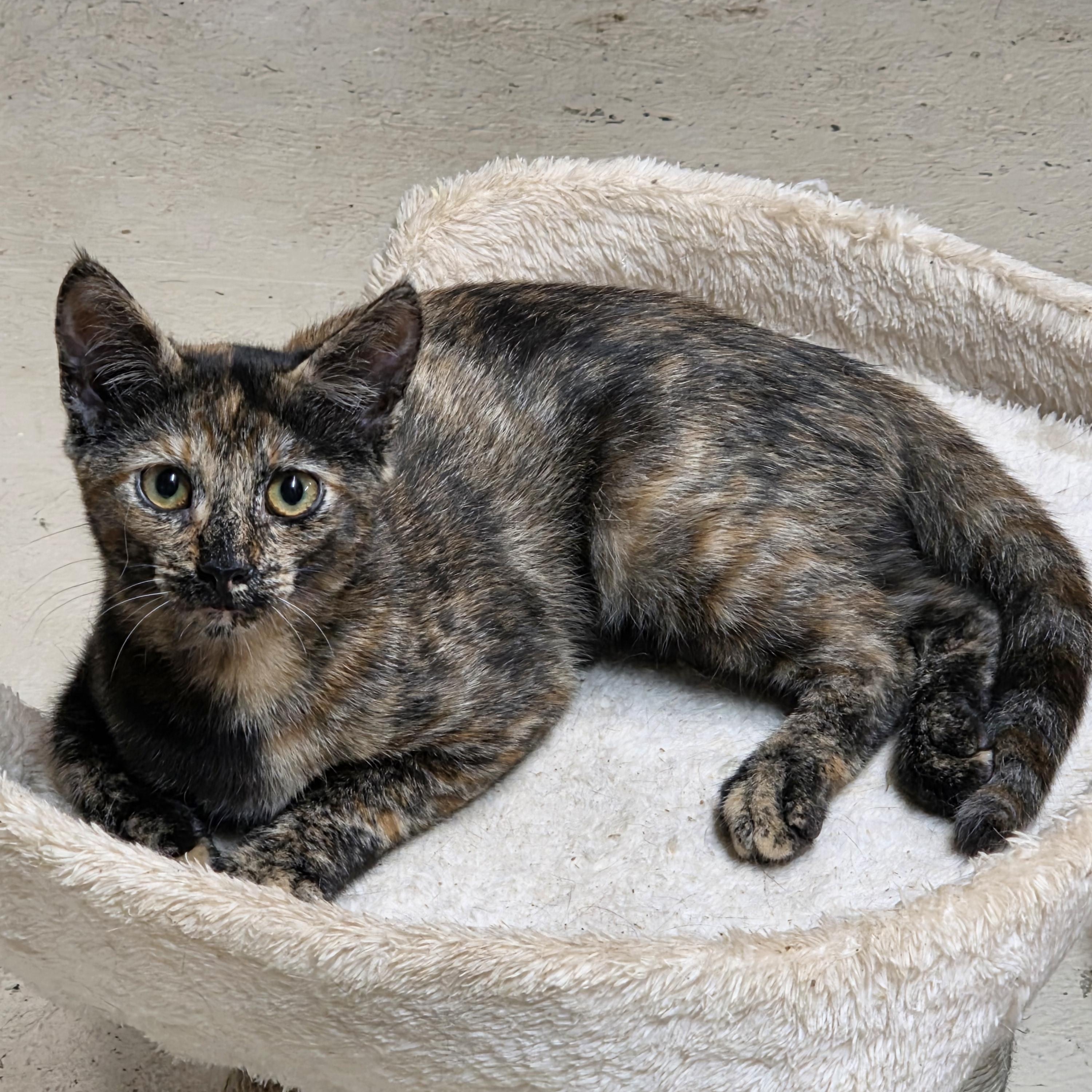 Enlarge Madrid, a Adoptable Tortoiseshell in Johnson City, NY image 2/3