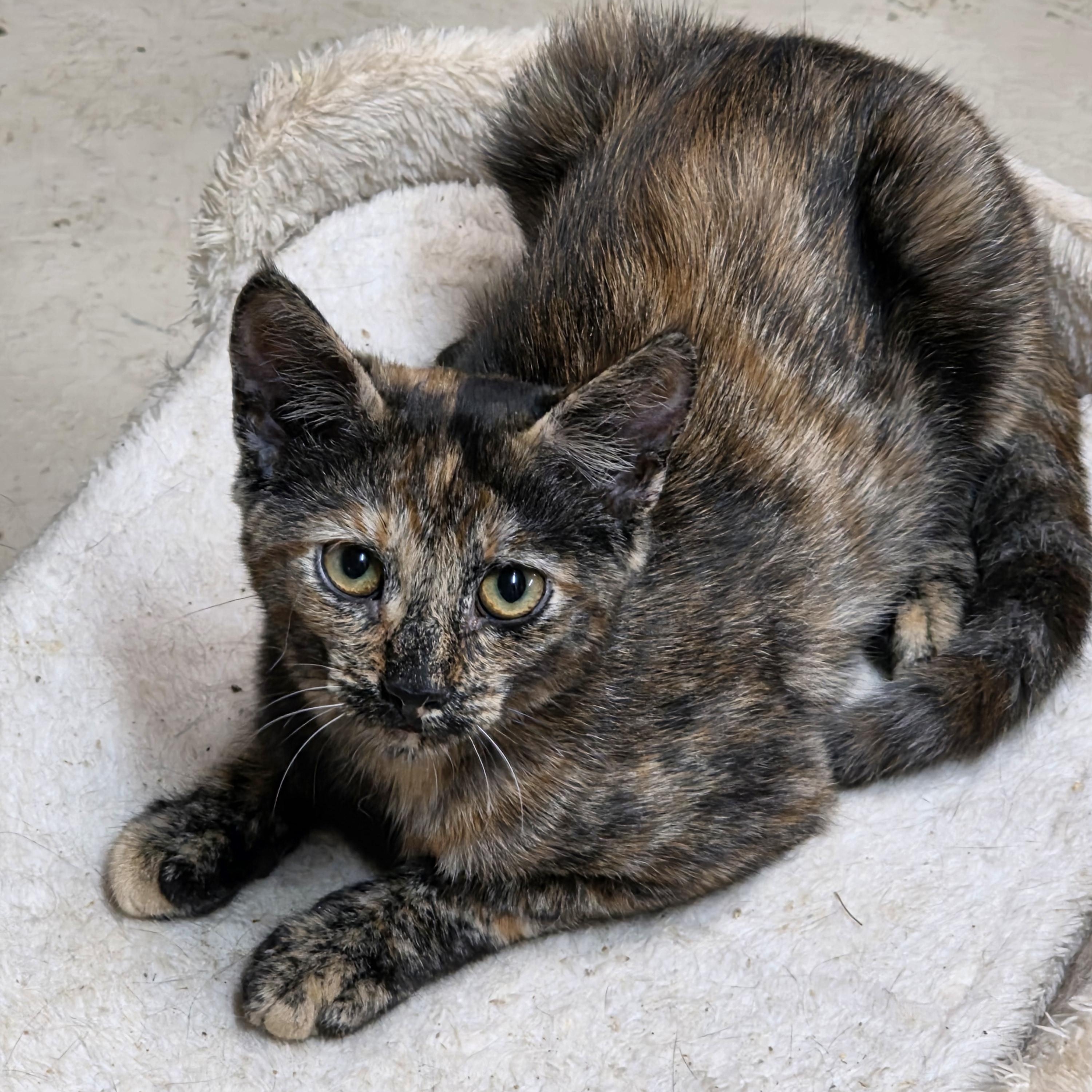 Madrid, Adoptable, Kitten Female Tortoiseshell.