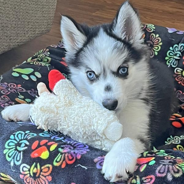 Begonia, Adoptable, Young Female Siberian Husky.
