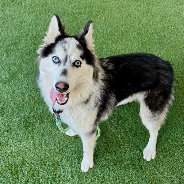 Enlarge Begonia, a Adoptable mixed breed in Walnut Creek, CA image 2/5