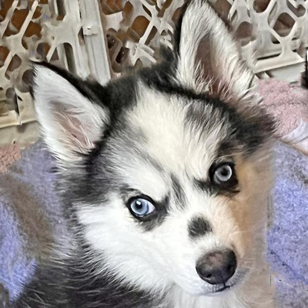 Enlarge Begonia, a Adoptable mixed breed in Walnut Creek, CA image 3/5