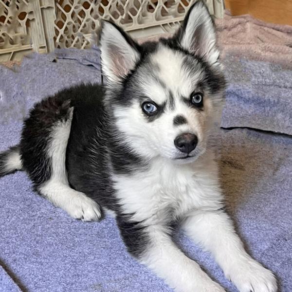 Enlarge Begonia, a Adoptable mixed breed in Walnut Creek, CA image 4/5