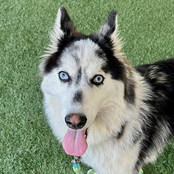 Enlarge Begonia, a Adoptable mixed breed in Walnut Creek, CA image 5/5