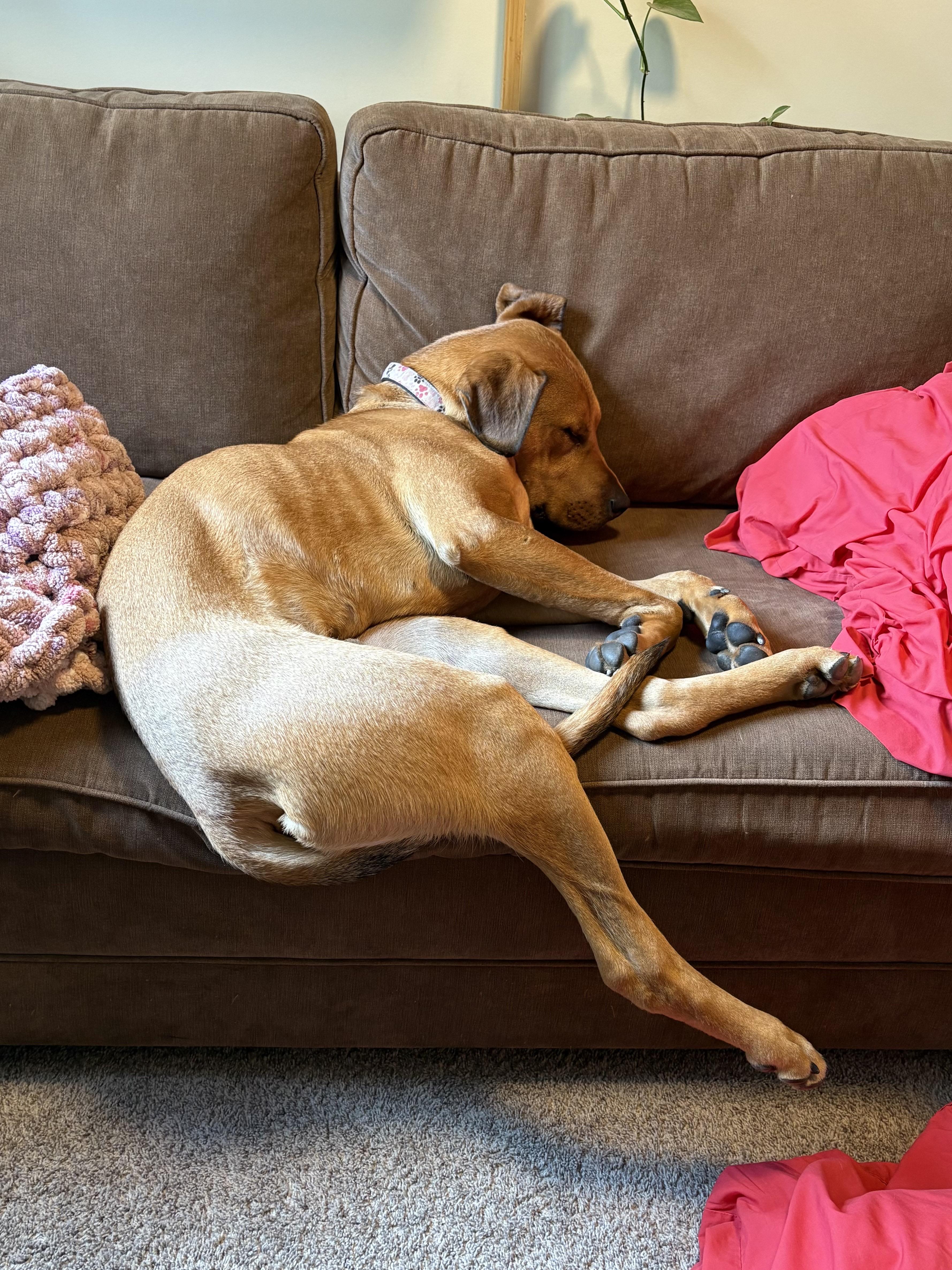 Smiley, an adoptable Mixed Breed in Saskatoon, SK, S7H 0W2 | Photo Image 2