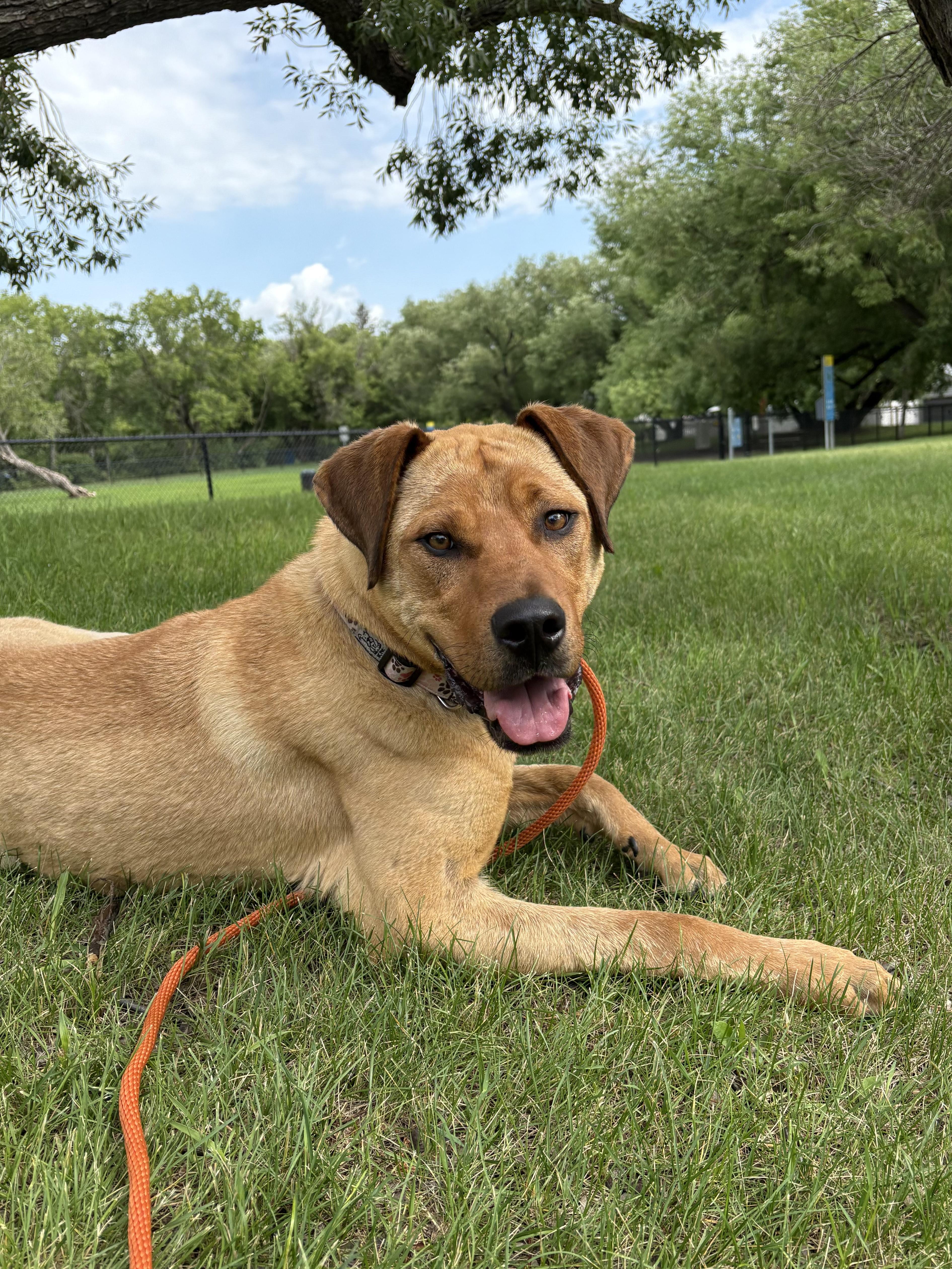 Smiley, an adoptable Mixed Breed in Saskatoon, SK, S7H 0W2 | Photo Image 1
