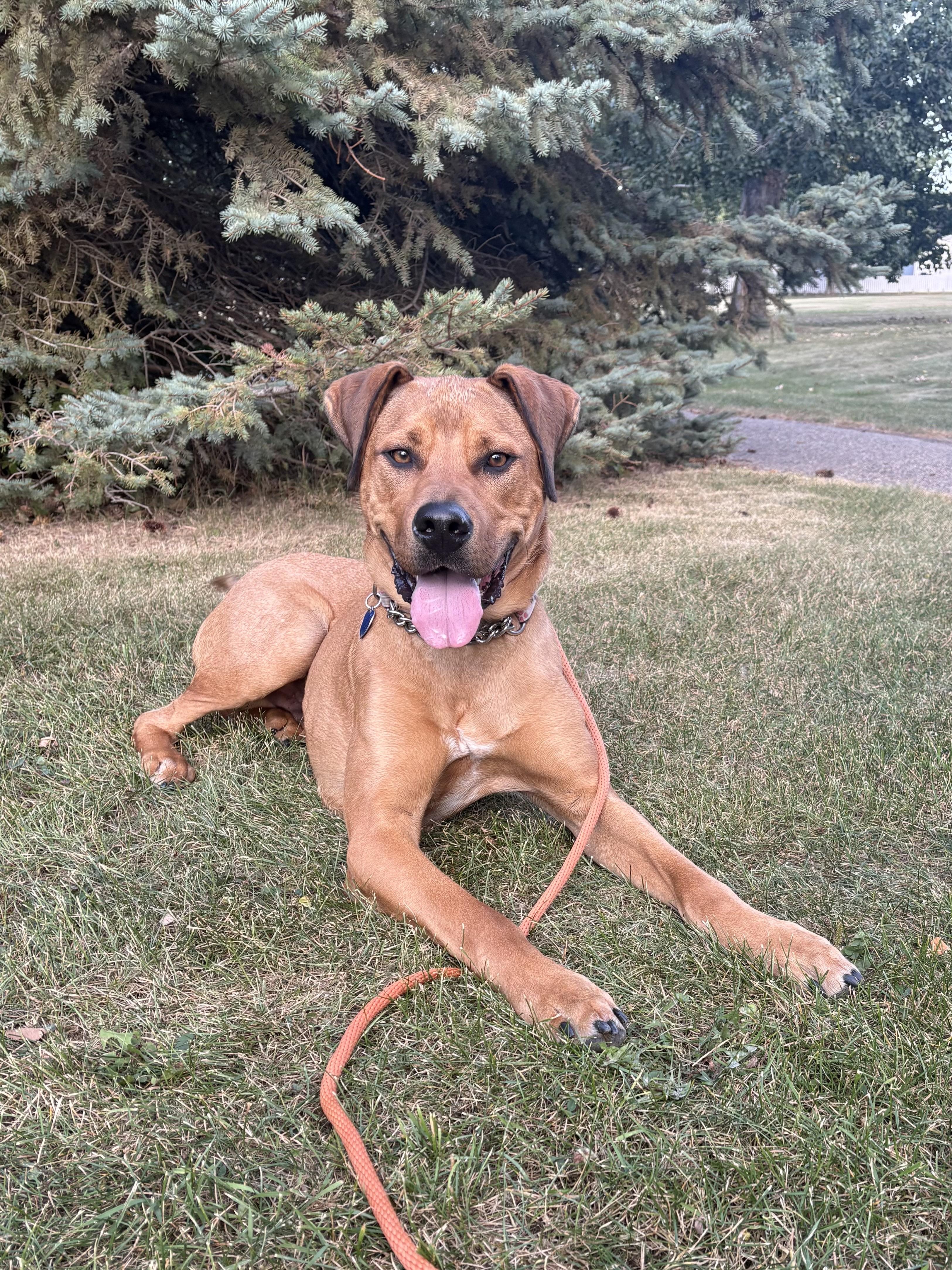Smiley, an adoptable Mixed Breed in Saskatoon, SK, S7H 0W2 | Photo Image 4