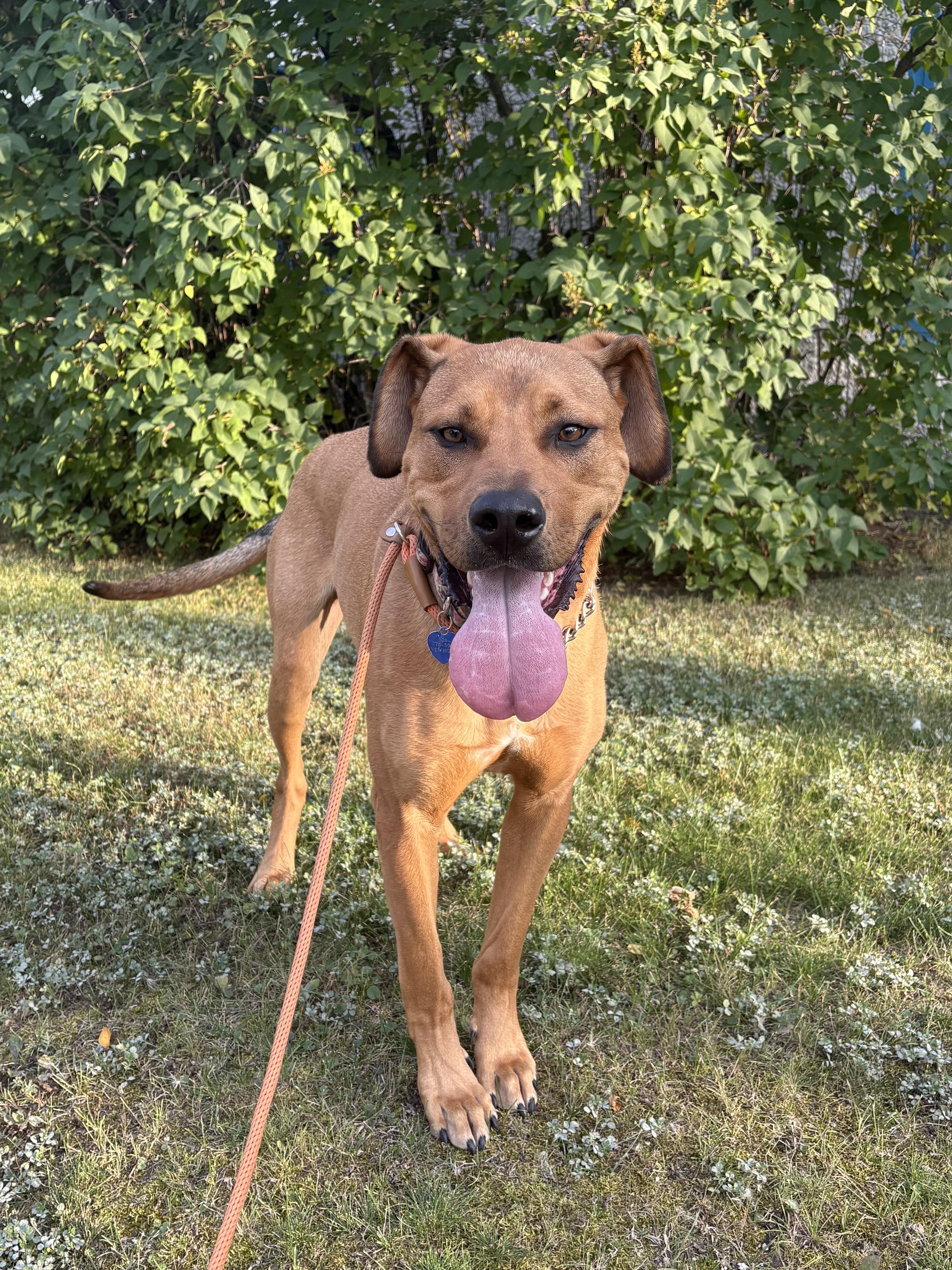 Smiley, an adoptable Mixed Breed in Saskatoon, SK, S7H 0W2 | Photo Image 3
