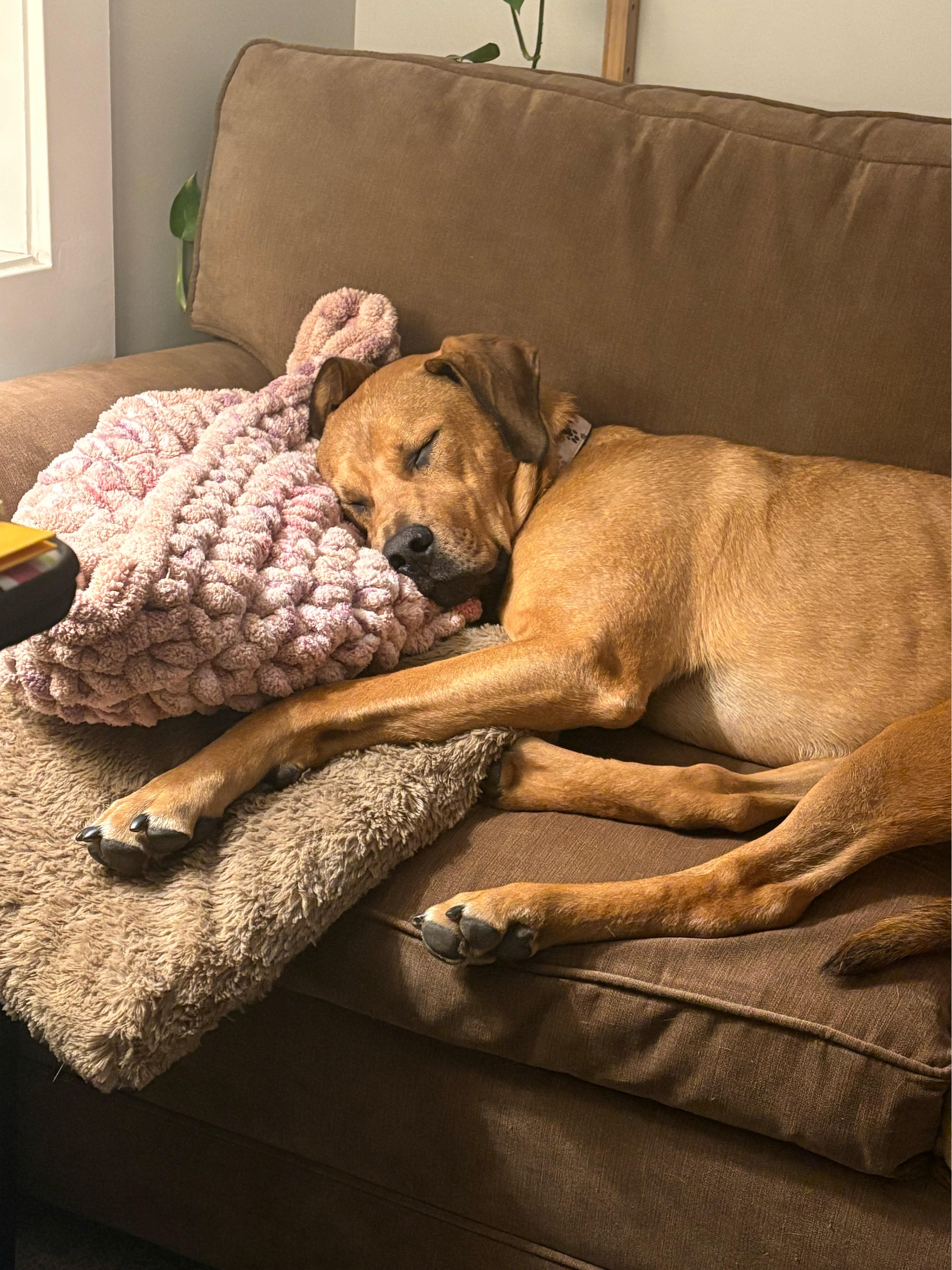 Smiley, an adoptable Mixed Breed in Saskatoon, SK, S7H 0W2 | Photo Image 5