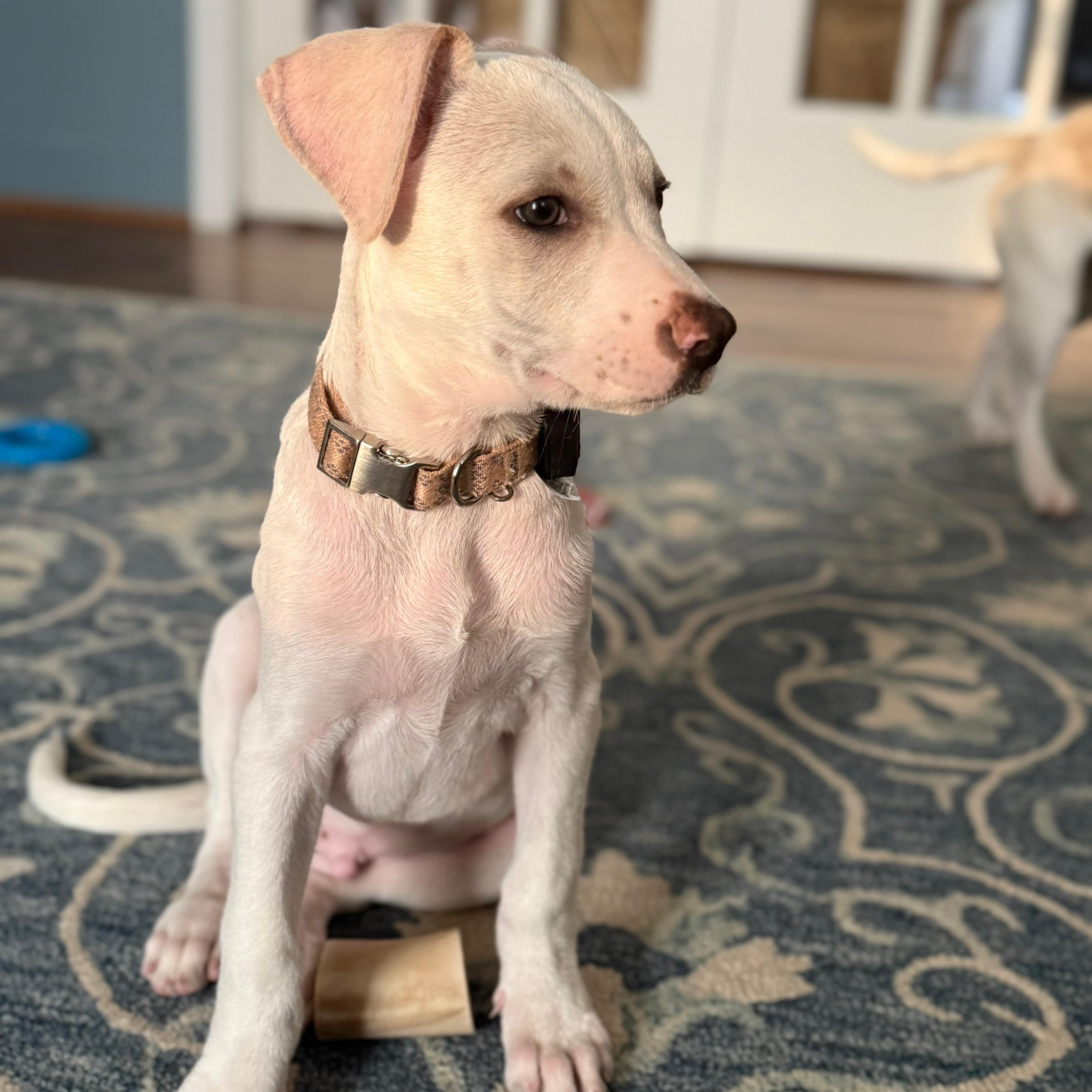 Enlarge Hayden, a ADOPTABLE mixed breed in Annapolis, MD image 4/6