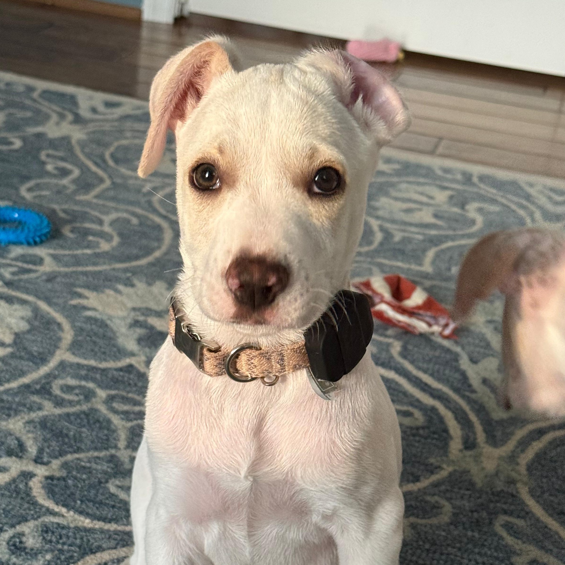 Enlarge Hayden, a ADOPTABLE mixed breed in Annapolis, MD image 3/6