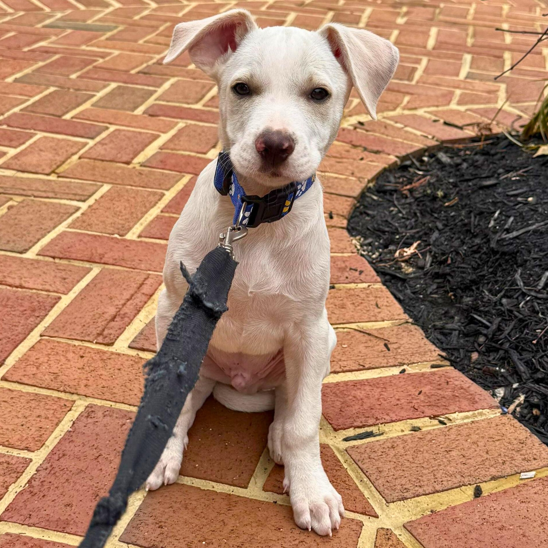 Enlarge Hayden, a ADOPTABLE mixed breed in Annapolis, MD image 5/6
