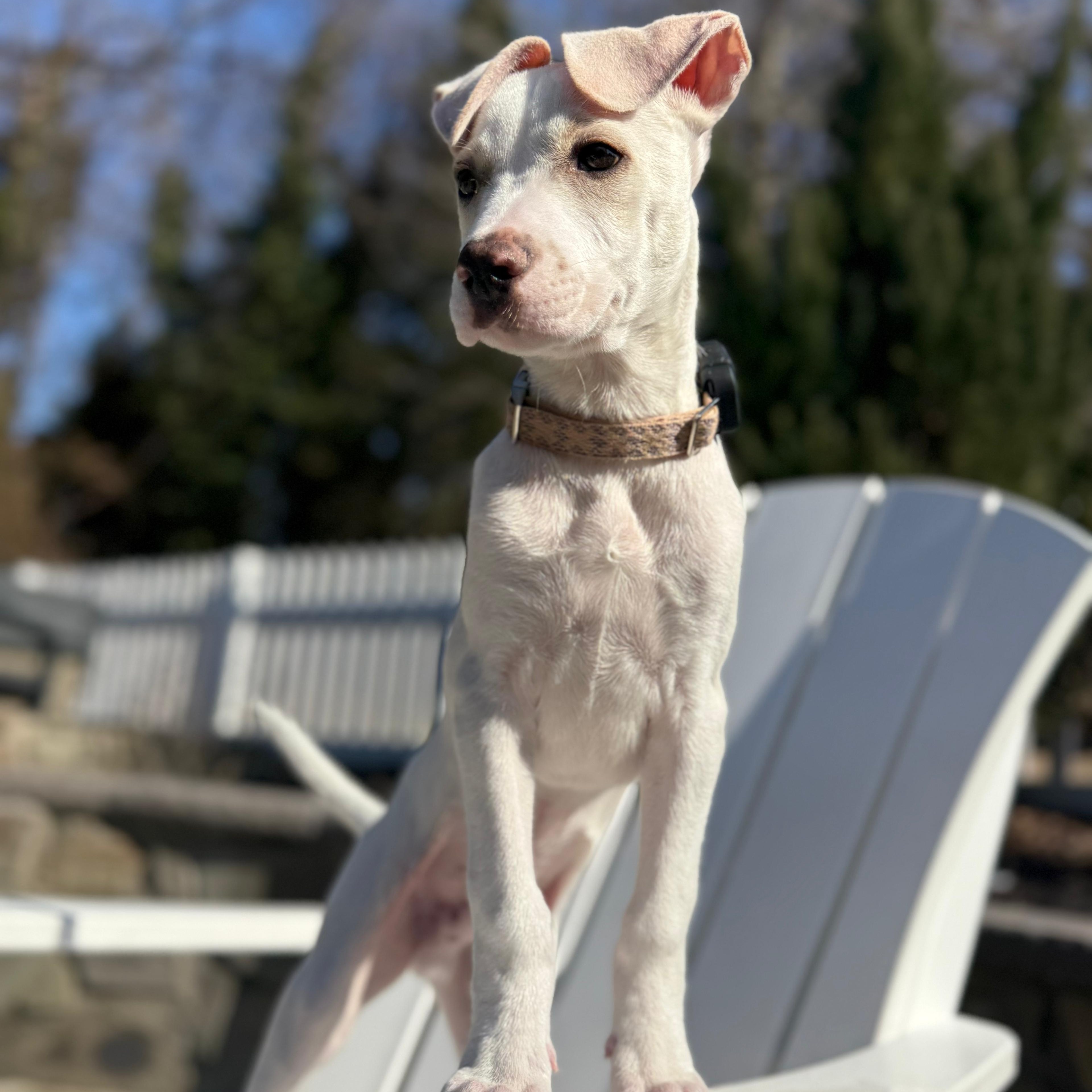 Enlarge Hayden, a ADOPTABLE mixed breed in Annapolis, MD image 6/6