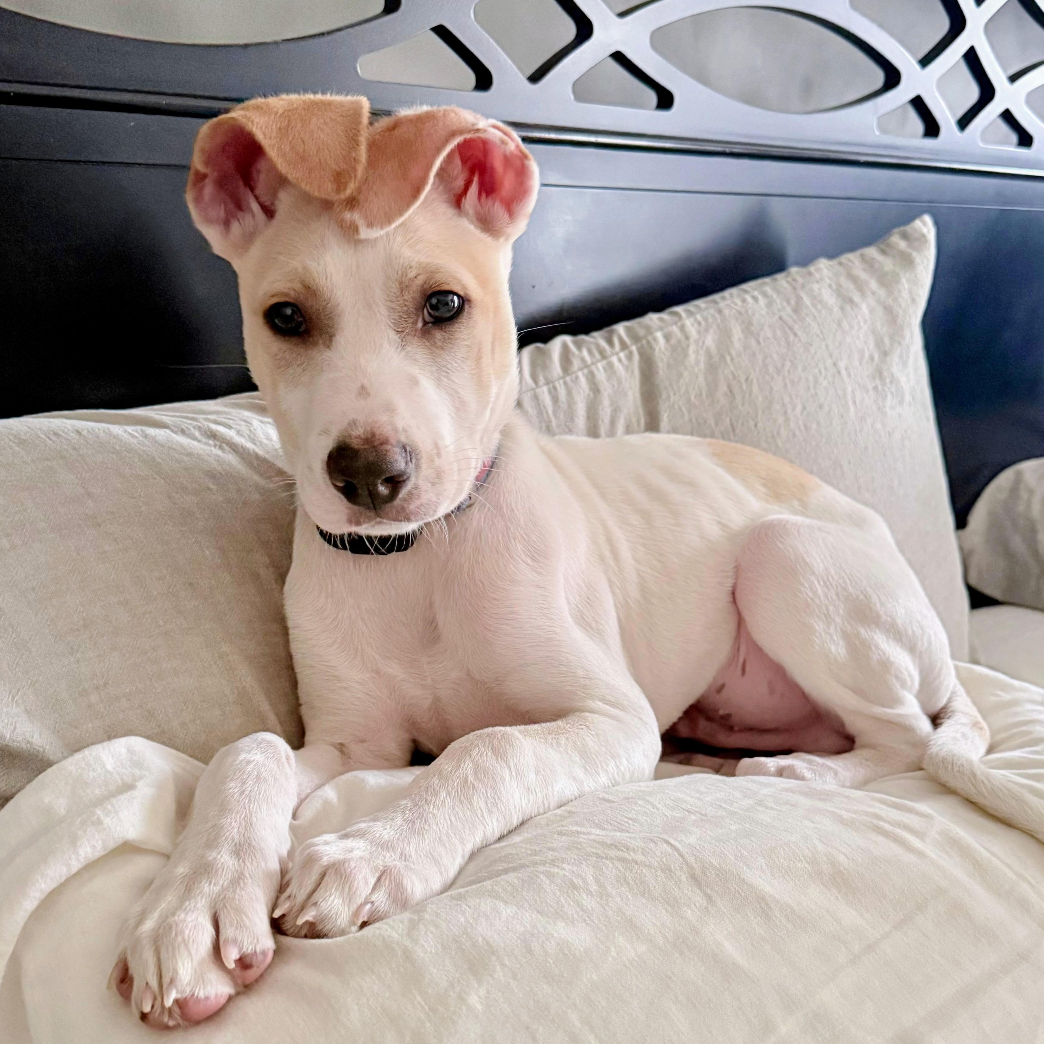 Hayden, ADOPTABLE, Puppy Male Terrier.