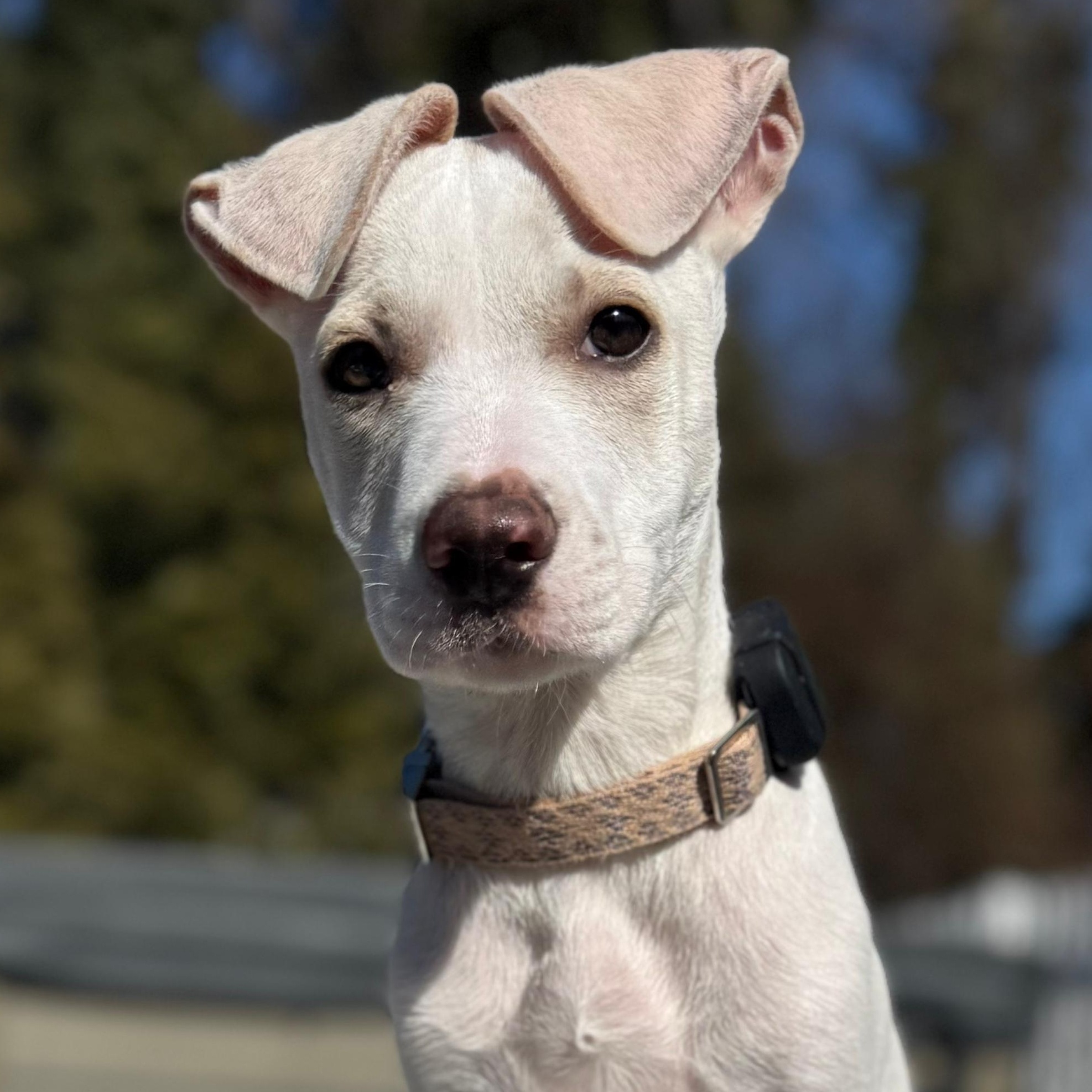 Hayden, ADOPTABLE, Puppy Male Terrier.