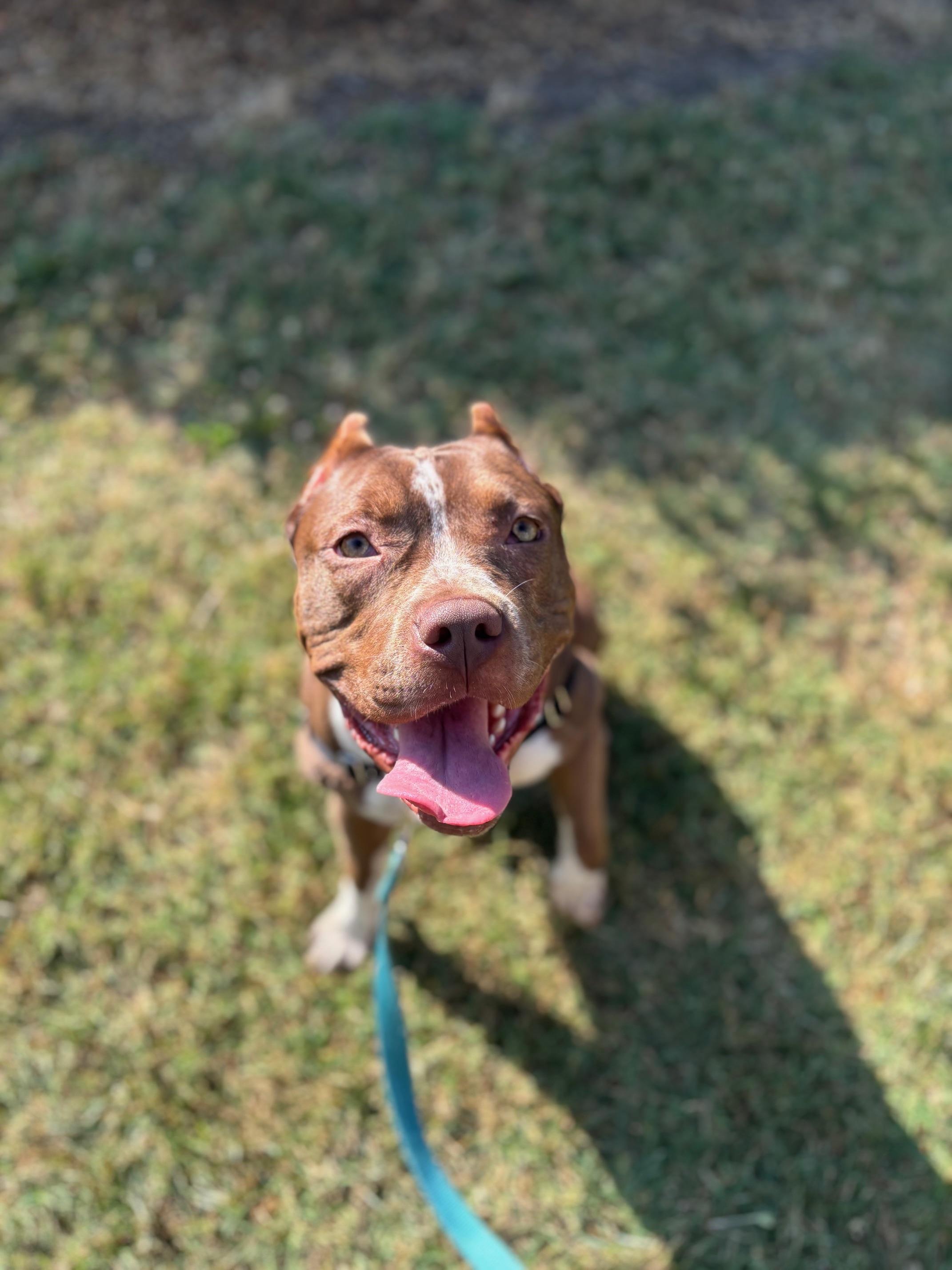 Gamora, a Adoptable mixed breed in Rock Hill, SC image 2/4