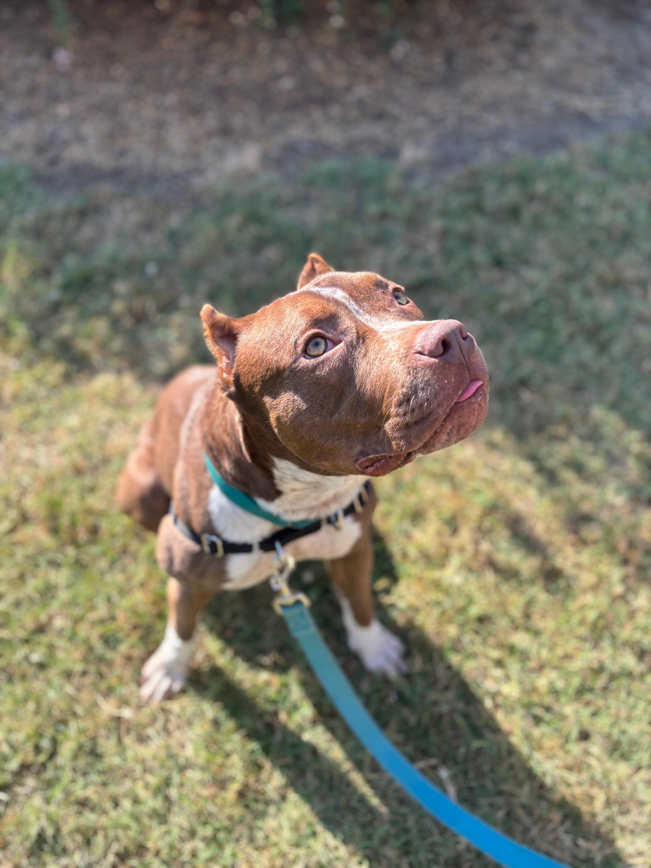 Gamora, a Adoptable mixed breed in Rock Hill, SC image 3/4