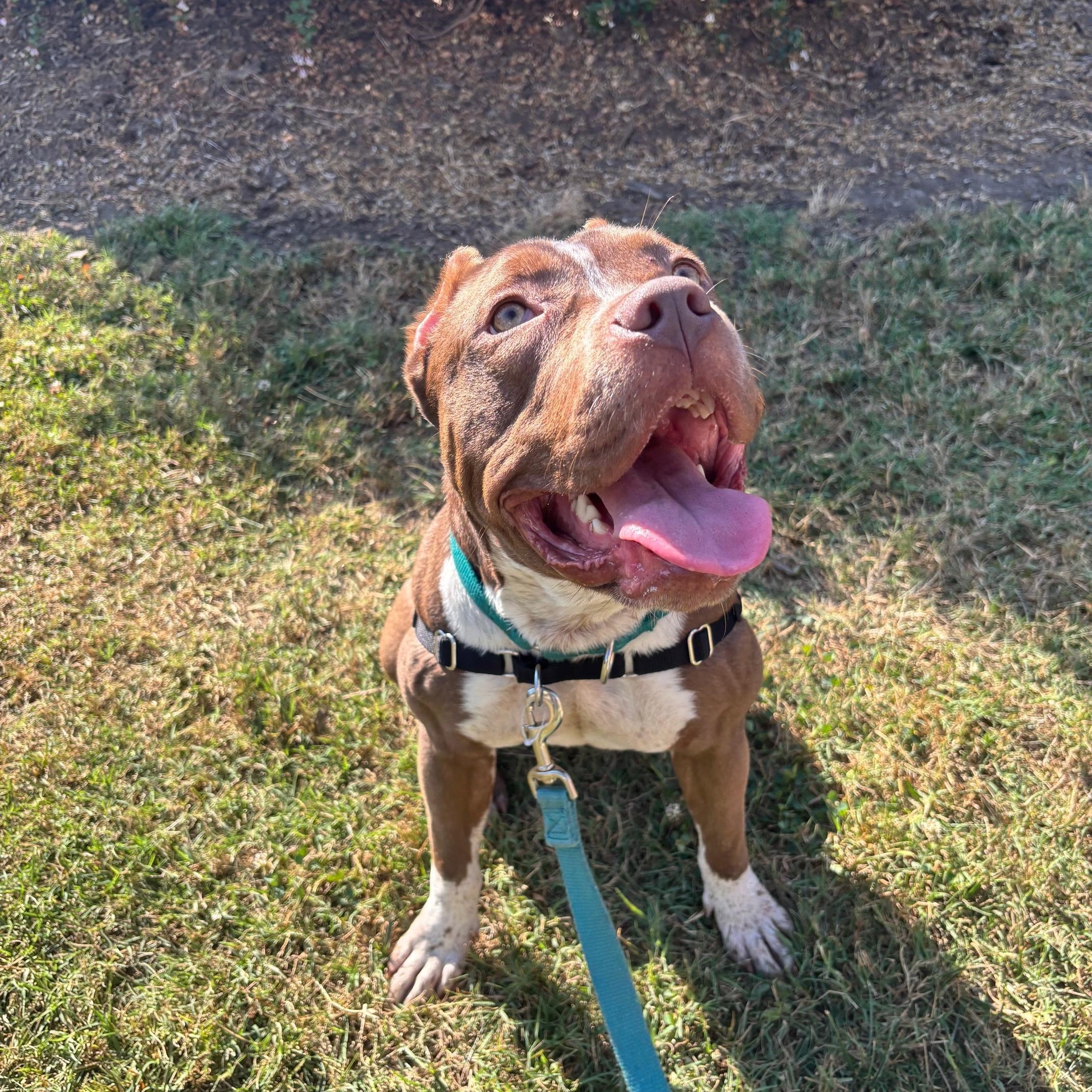 Gamora, a Adoptable mixed breed in Rock Hill, SC image 4/4