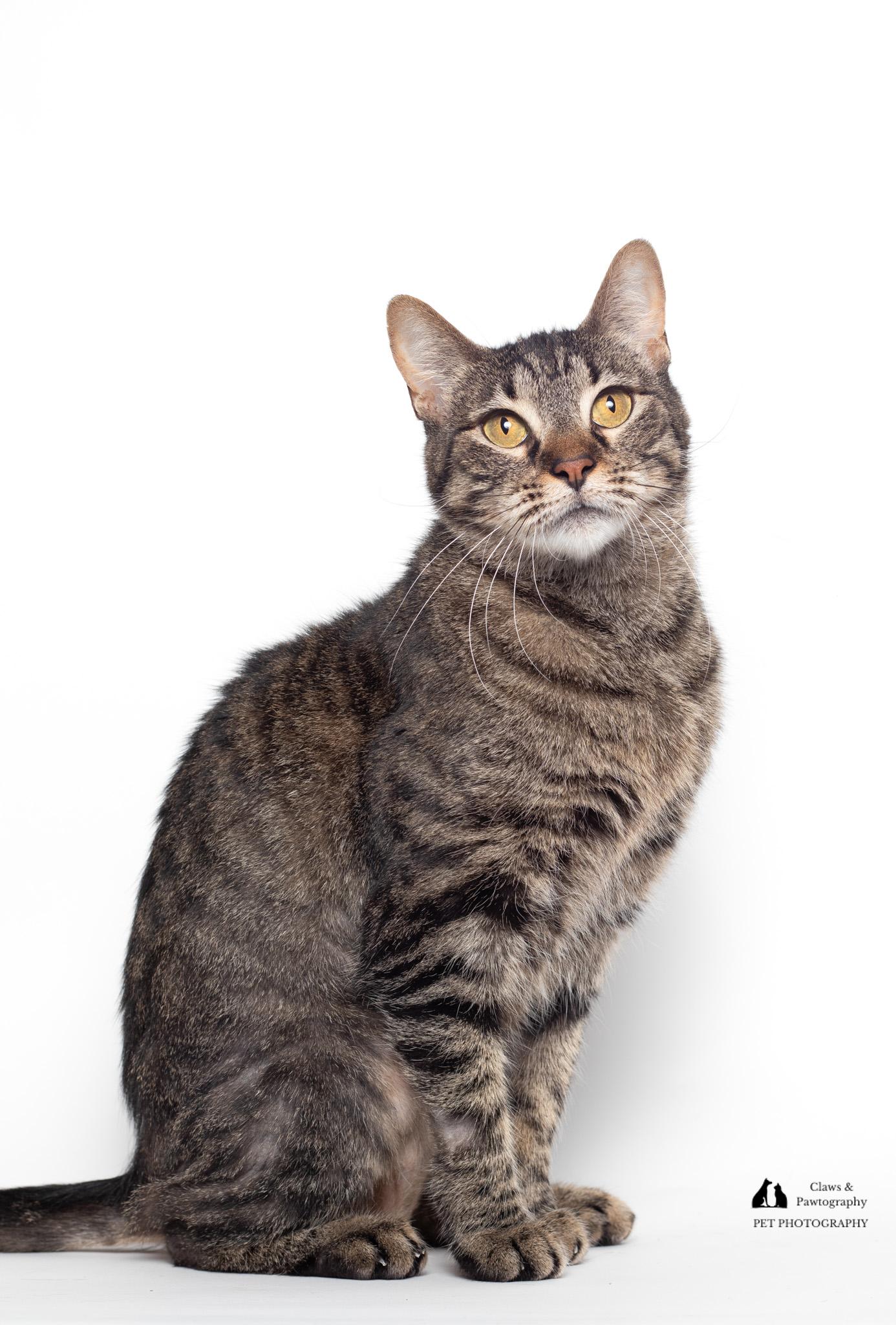 Pea, Adopted, Adult Female Domestic Short Hair.