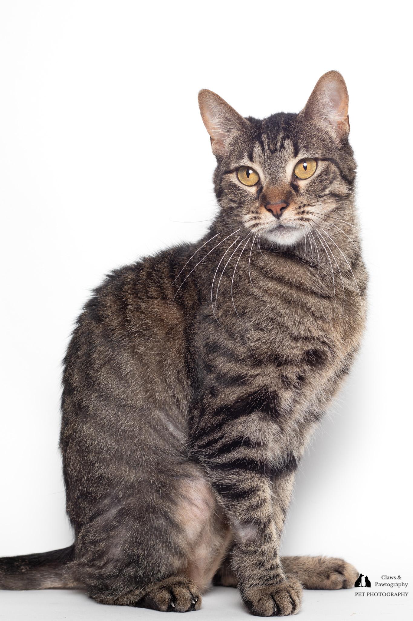 Pea, a Adopted Domestic Short Hair in Tallahassee, FL image 2/3