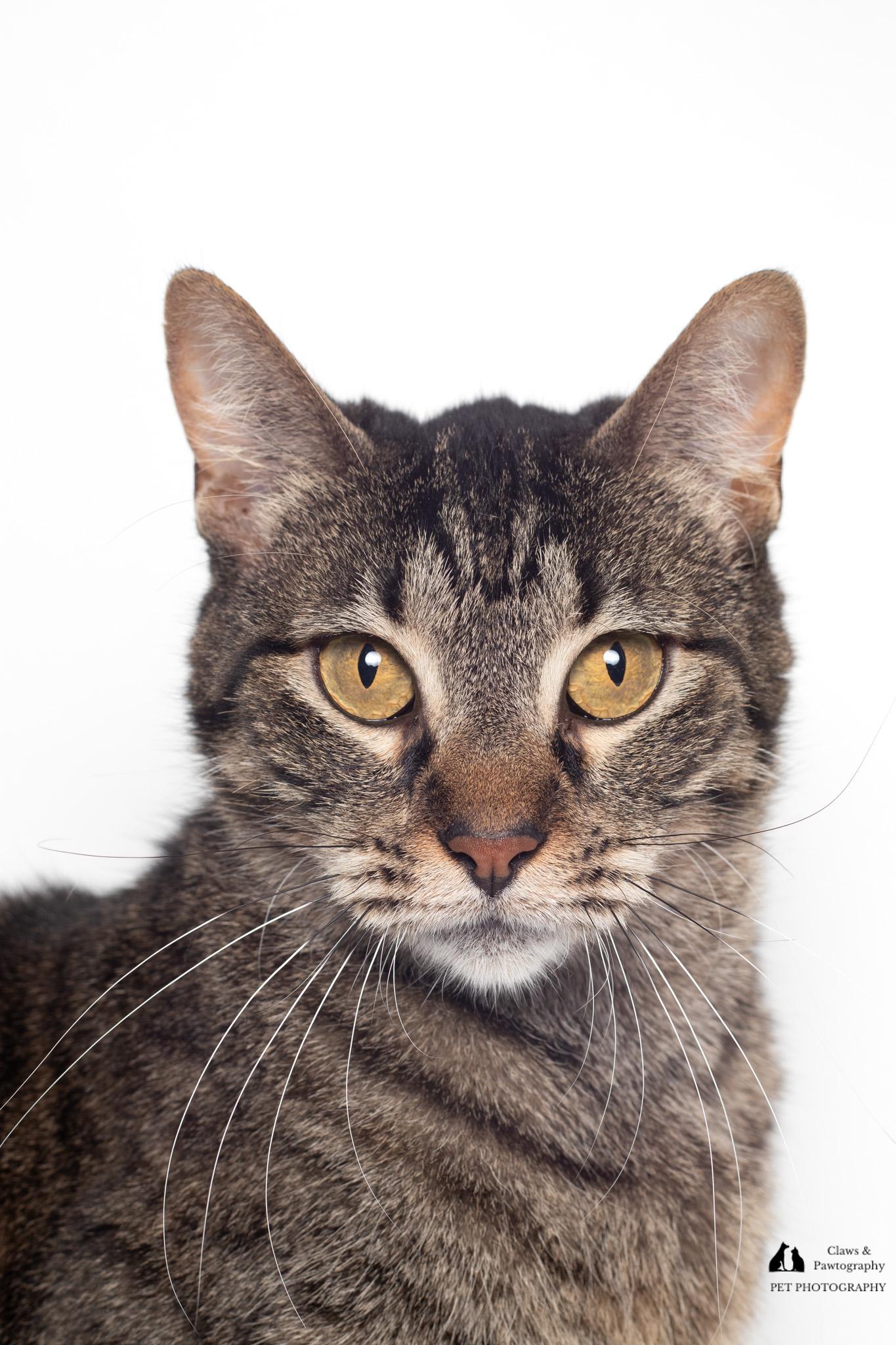 Pea, a Adopted Domestic Short Hair in Tallahassee, FL image 3/3